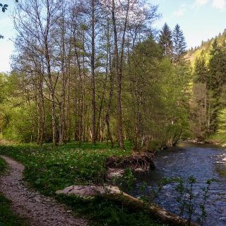 Wutachschlucht Wanderung Wutachmühle zur Schattenmühle, schöner Wald, naturbelassener Waldweg, schmaler naturbelassener Pfad, viele Bäume, Fluß Wutach, kühlender Schatten