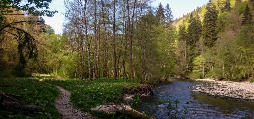 Wutachschlucht Wanderung Wutachmühle zur Schattenmühle, schöner Wald, naturbelassener Waldweg, schmaler naturbelassener Pfad, viele Bäume, Fluß Wutach, kühlender Schatten