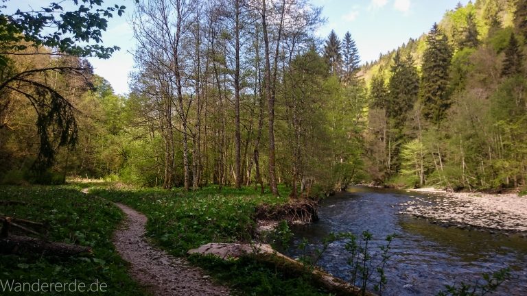 Wutachschlucht Wanderung Wutachmühle zur Schattenmühle, schöner Wald, naturbelassener Waldweg, schmaler naturbelassener Pfad, viele Bäume, Fluß Wutach, kühlender Schatten