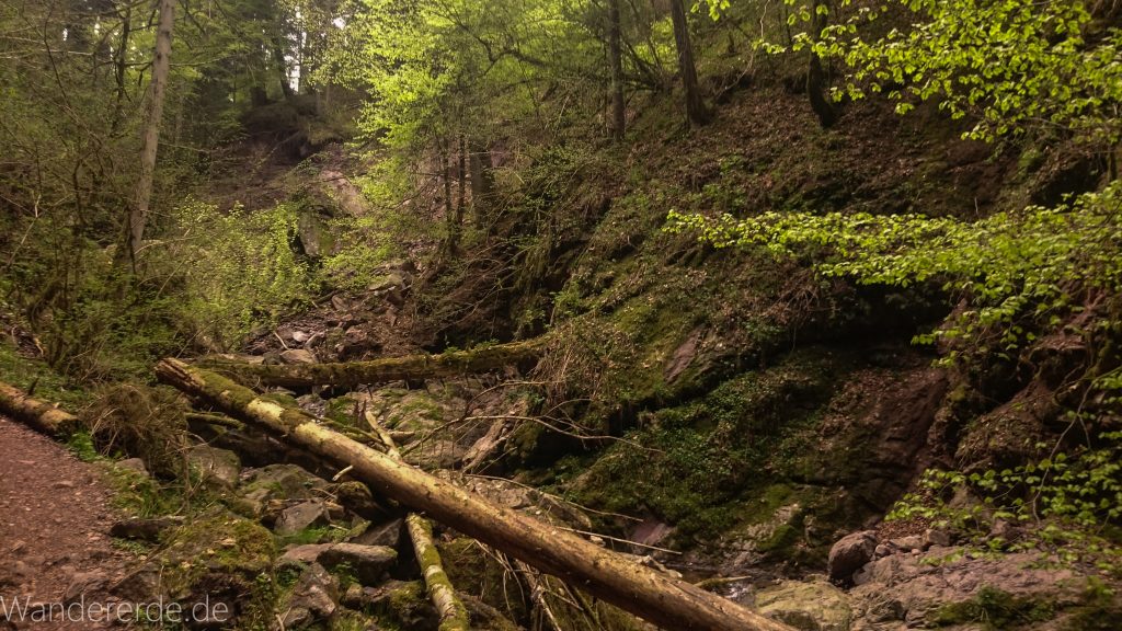 Lotenbachklamm bei der Schattenmühle, in der Klamm umgestürzter Baum, Wasser, riesige Steine, Wald, Laubwald