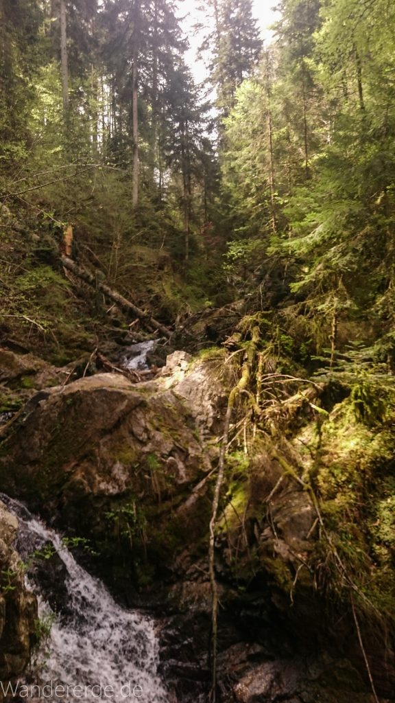 Lotenbachklamm bei der Schattenmühle, in der Klamm umgestürzter Baum, Wasser, riesige Steine, Wald, Laubwald