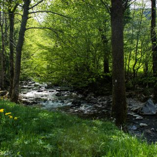 Wanderweg Wildbachtour im Schwarzwald, saftige sattgrüne blühende Wiese am Fluß