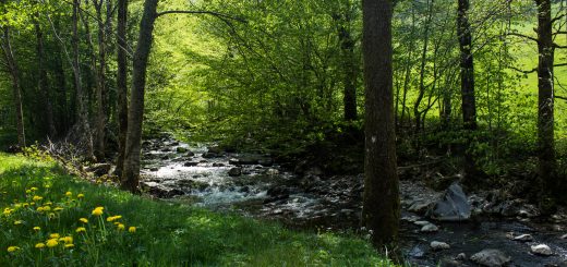 Wanderweg Wildbachtour im Schwarzwald, saftige sattgrüne blühende Wiese am Fluß