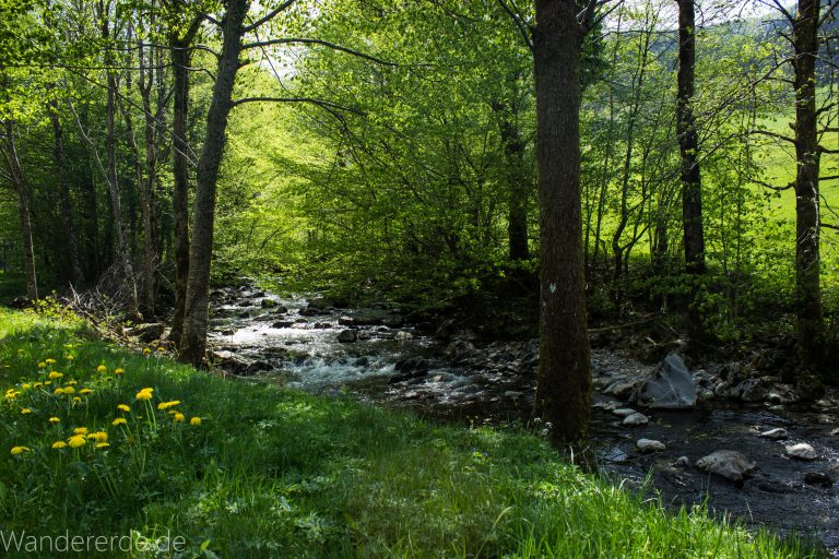 Wanderweg Wildbachtour im Schwarzwald, saftige sattgrüne blühende Wiese am Fluß