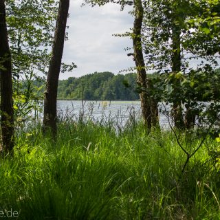 Rundweg Gördensee Havelland Brandenburg an der Havel, schöner Wald mit vielen Bäumen Schatten spendend weicher Waldboden Weg um Gördensee