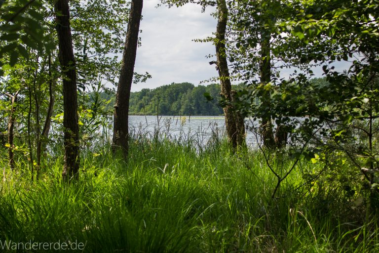 Rundweg Gördensee Havelland Brandenburg an der Havel, schöner Wald mit vielen Bäumen Schatten spendend weicher Waldboden Weg um Gördensee