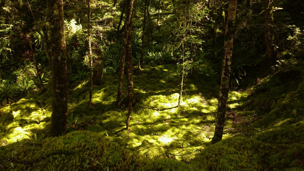 Wanderung Kepler Track - Great Walk, Wanderweg durch grünen Wald, schöne Bäume, herrlicher Sommertag in Neuseeland Südinsel, Fiordland National Park, erster Wandertag beim Kepler Track