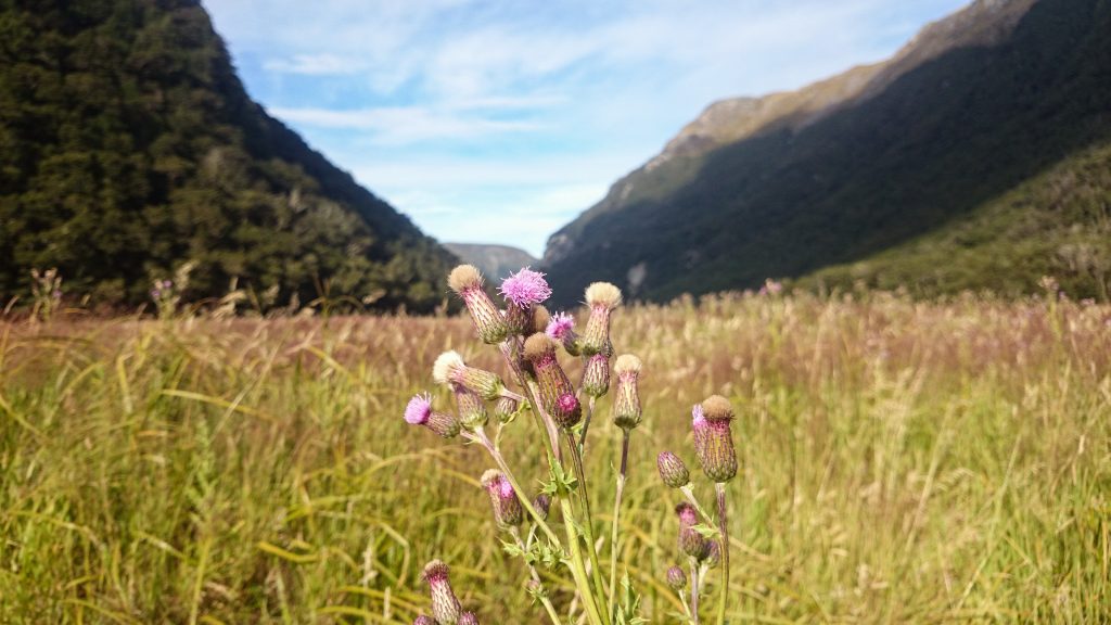 Wanderung Routeburn Track - Great Walk im Fiordland Nationalpark Südinsel Neuseeland, zauberhaftes Routeburn Tal Valley, Wanderweg Routeburn im Fiordland Nationalpark, beeindruckende Berge mit Gipfeln über der Baumgrenze, herrlicher Sommertag auf Südinsel Neuseelands, traumhafte Wanderung, wunderschön, beeindruckend