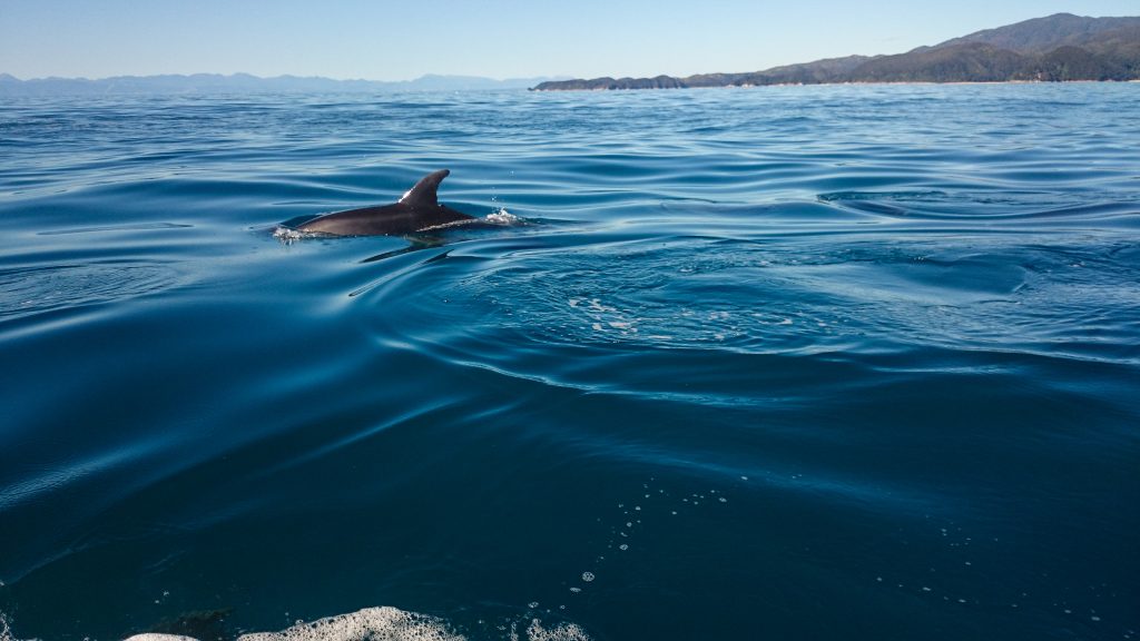 Wanderung Abel Tasman Coast Track Great Walk Südinsel Neuseeland, Delfin Schule im glasklaren, kühlen, azurblauen Meerwasser vom Boot Wassertaxi gesehen vor den Buchten beim Abel Tasman Coast Track