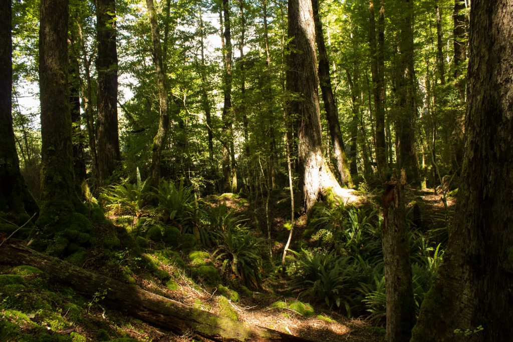Wanderung Kepler Track - Great Walk, Wanderweg durch grünen Wald, schöne Bäume, herrlicher Sommertag in Neuseeland Südinsel, Fiordland National Park, erster Wandertag beim Kepler Track