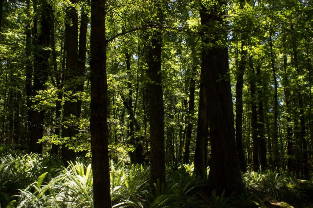 Wanderung Kepler Track - Great Walk, Wanderweg durch grünen Wald, schöne Bäume, herrlicher Sommertag in Neuseeland Südinsel, Fiordland National Park, erster Wandertag beim Kepler Track