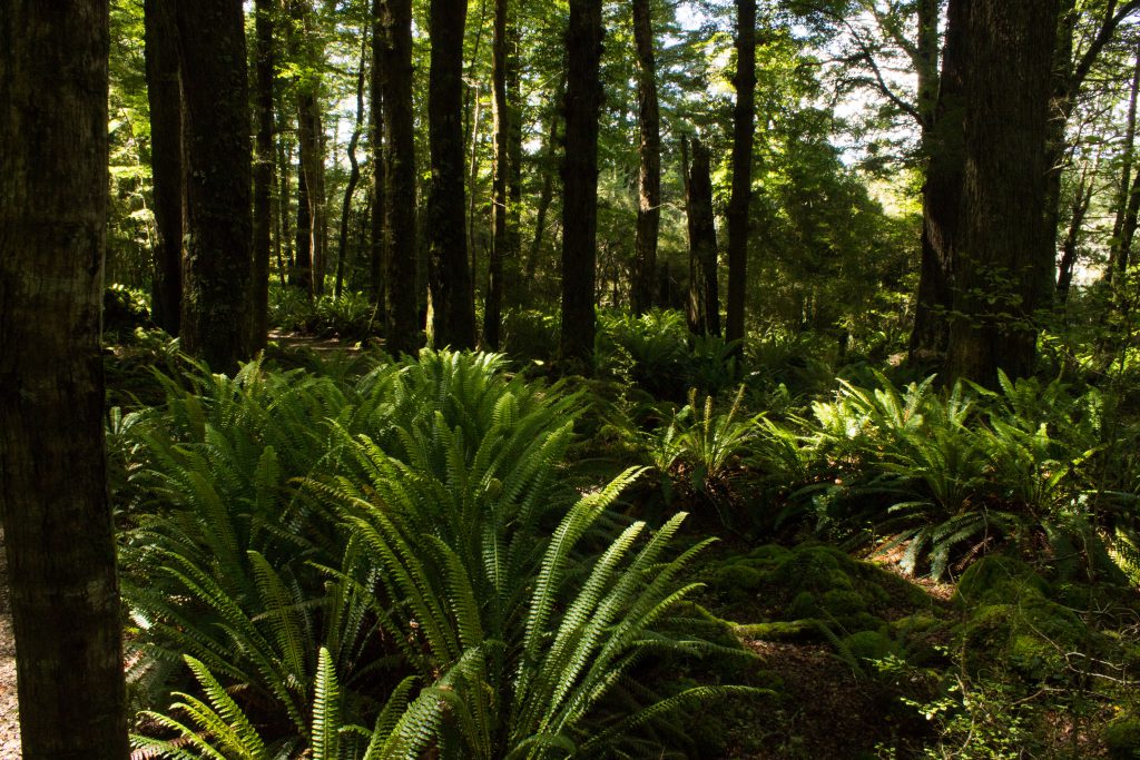 Wanderung Kepler Track - Great Walk, Wanderweg durch grünen Wald, schöne Bäume, herrlicher Sommertag in Neuseeland Südinsel, Fiordland National Park, erster Wandertag beim Kepler Track