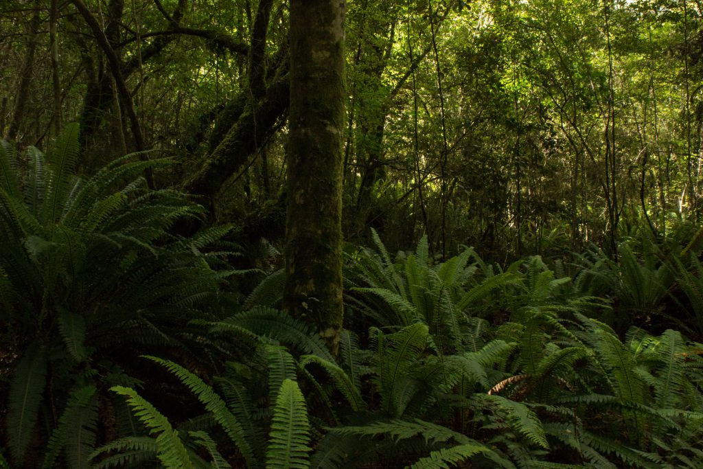 Wanderung Kepler Track - Great Walk, Wanderweg durch grünen Wald, schöne Bäume, herrlicher Sommertag in Neuseeland Südinsel, Fiordland National Park, erster Wandertag beim Kepler Track