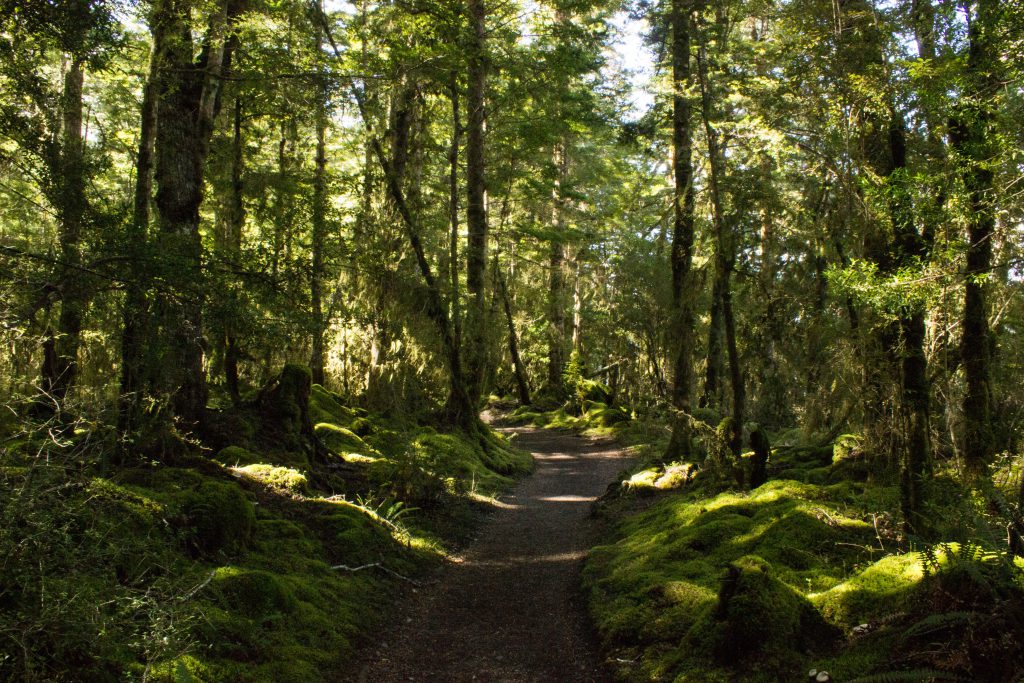 Wanderung Kepler Track - Great Walk, Wanderweg durch grünen Wald, schöne Bäume, herrlicher Sommertag in Neuseeland Südinsel, Fiordland National Park, erster Wandertag beim Kepler Track