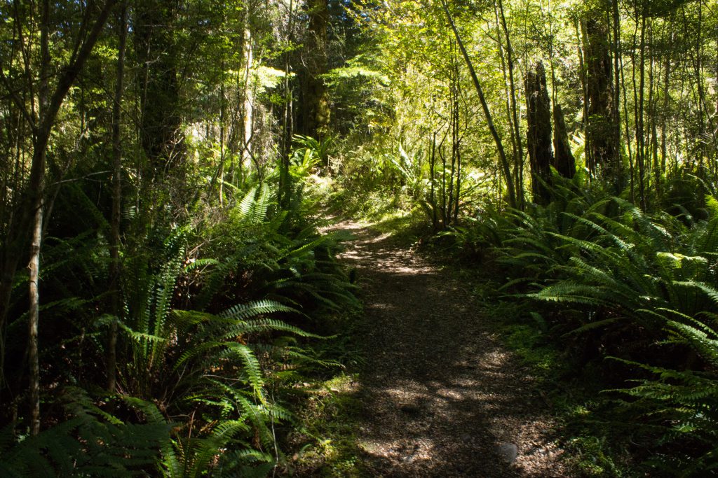 Wanderung Kepler Track - Great Walk, Wanderweg durch grünen Wald, schöne Bäume, herrlicher Sommertag in Neuseeland Südinsel, Fiordland National Park, erster Wandertag beim Kepler Track