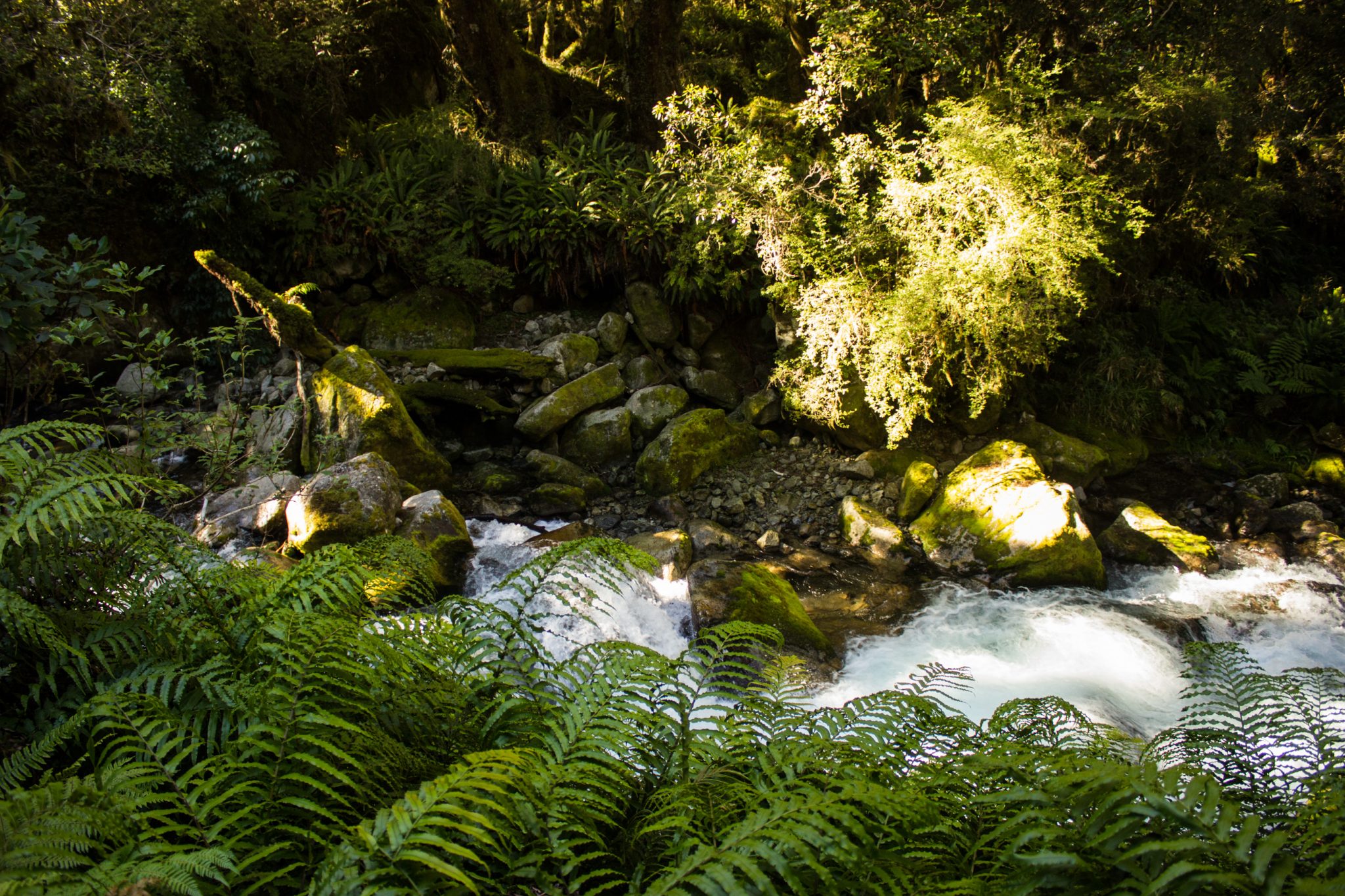 Lake Marian Track wandern, bei Marian Falls im Fiordland National Park Südinsel Neuseelands, dichter saftig grüner Wald, Farne, Wanderung zum See Marian, Wasserfall Marian Falls, schönes Licht, Sonne, Steine