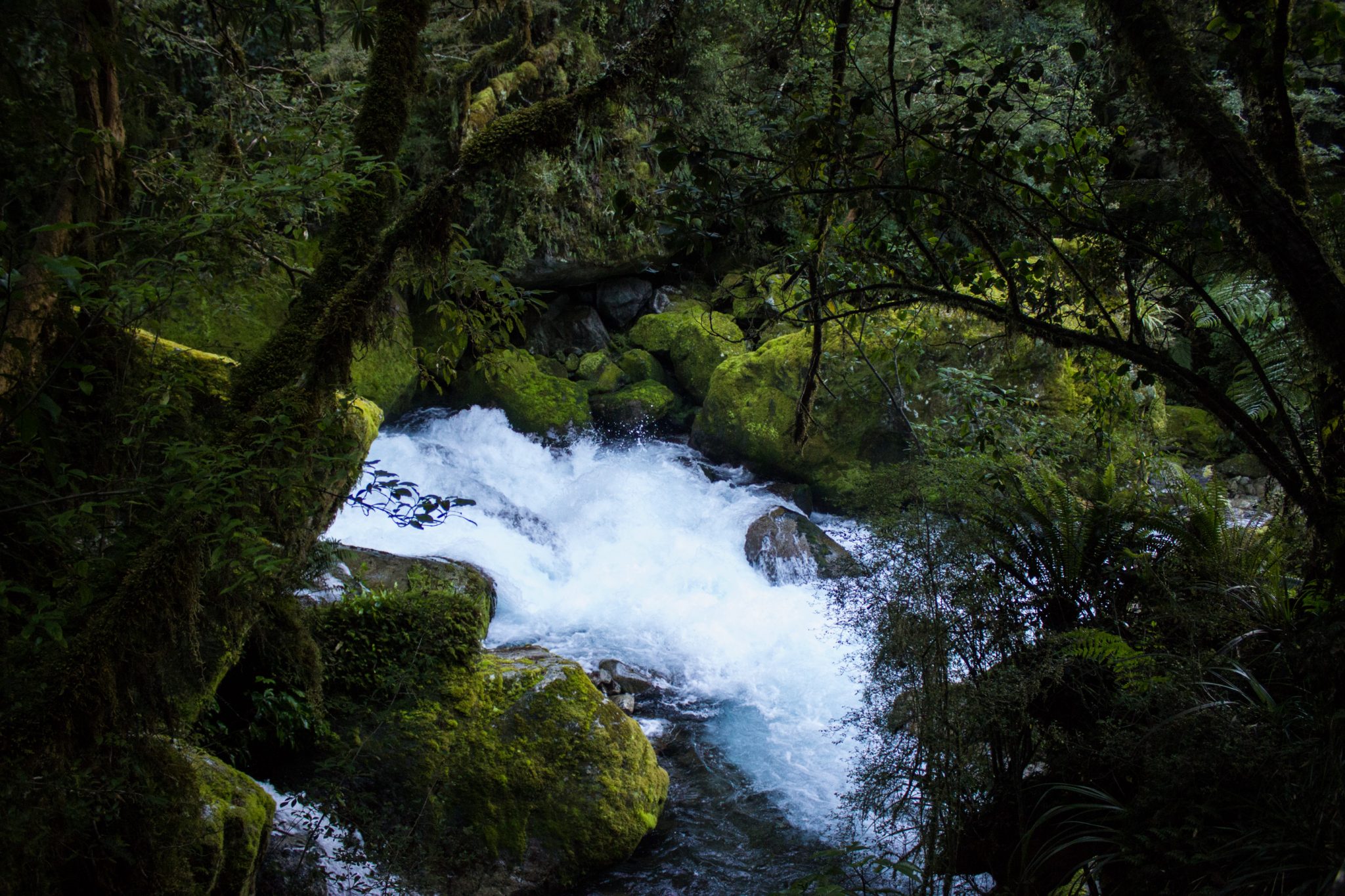 Lake Marian Track wandern, bei Marian Falls im Fiordland National Park Südinsel Neuseelands, dichter saftig grüner Wald, Farne, Wanderung zum See Marian, Wasserfall Marian Falls, schönes Licht, Sonne, Steine