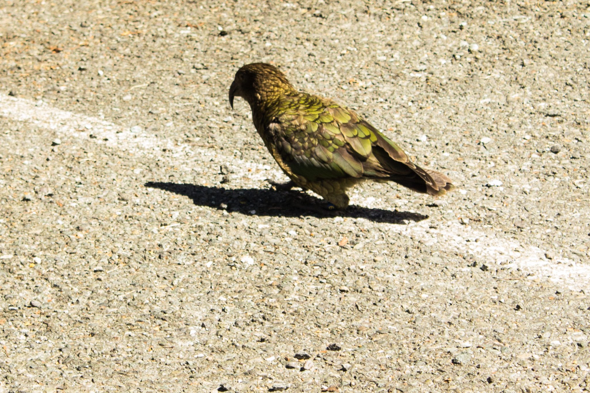 Lake Marian Track wandern, bei Marian Falls im Fiordland National Park Südinsel Neuseelands, Papagei Kea im Fiordland Nationalpark