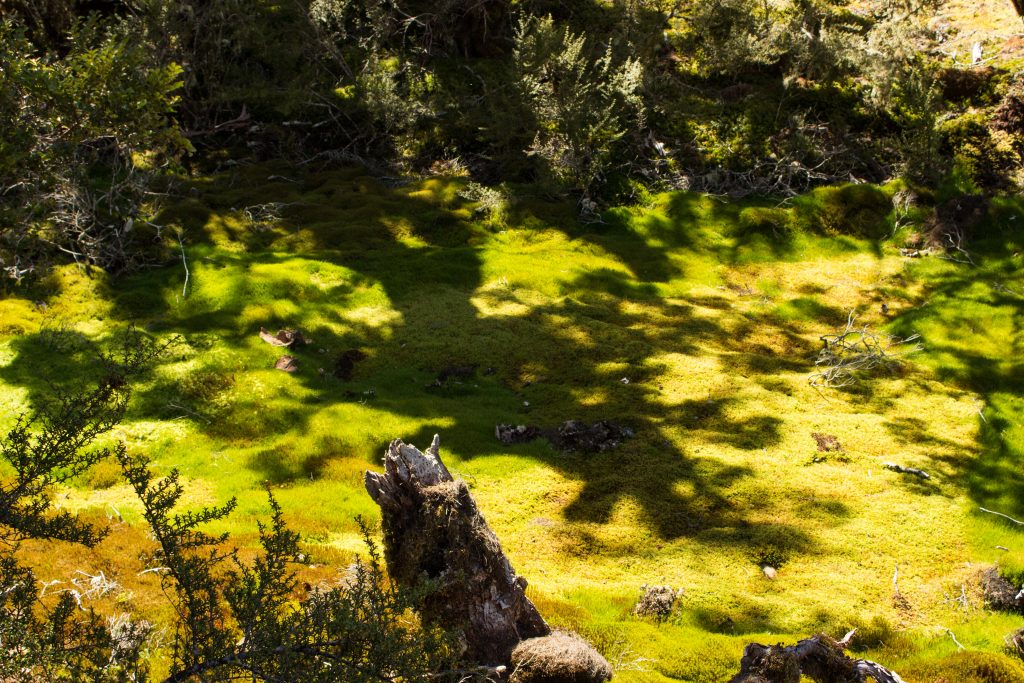 Wanderung Routeburn Track - Great Walk im Fiordland Nationalpark Südinsel Neuseeland, saftig grünes Moos entlang Mehrtageswanderung Routeburn Track