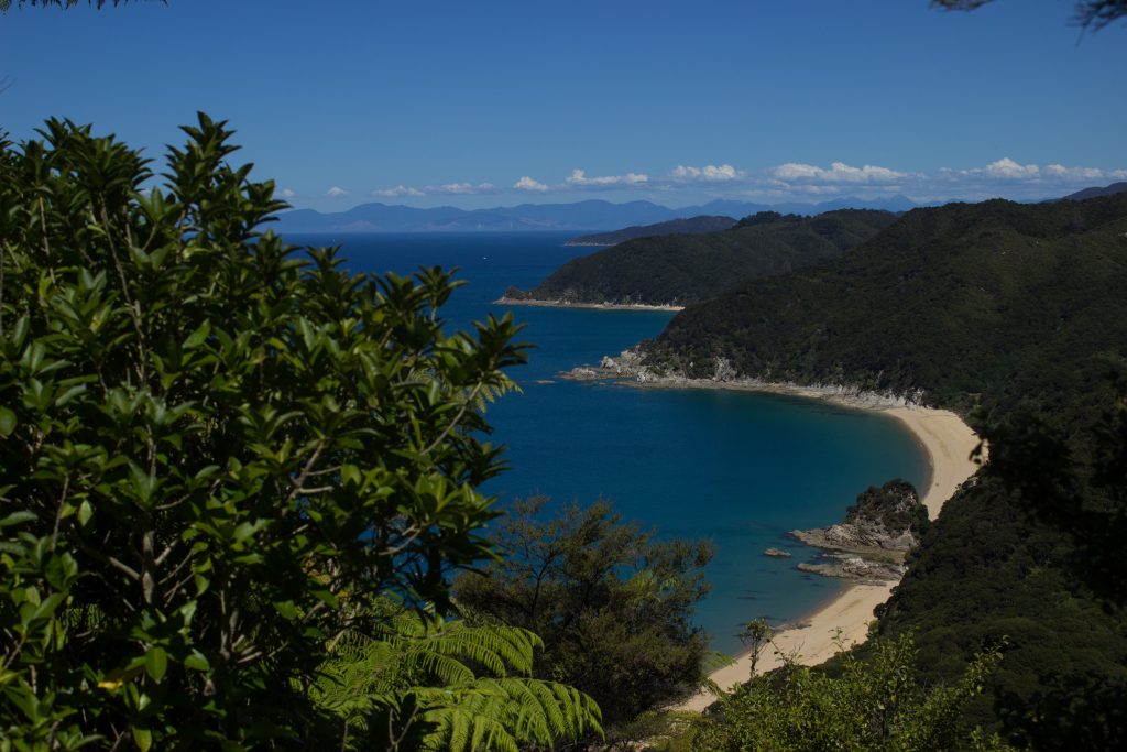 Wanderung Abel Tasman Coast Track Great Walk Südinsel Neuseeland, Aussicht auf traumhafte, sichelförmige Bucht mit blaugrünem klarem frischem Wasser und dichtem grünem Wald, Sonnenschein, Palmen und Farne, goldener Sandstrand