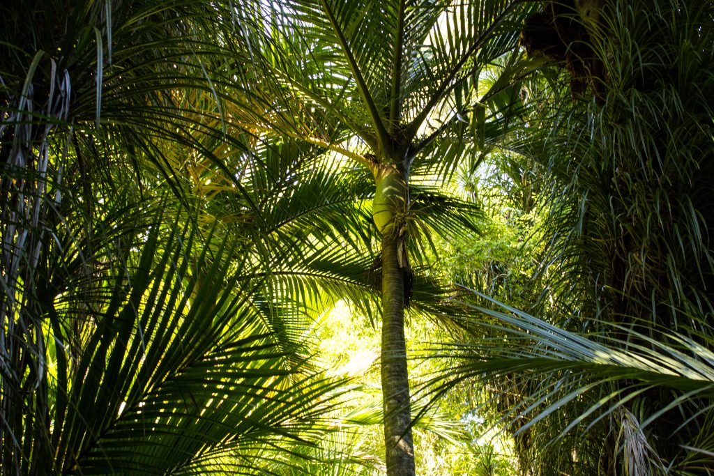 Wanderung Abel Tasman Coast Track Great Walk Südinsel Neuseeland, dichter grüner Wald, Sonnenstrahlen kämpfen sich Richtung Waldboden, sehr große Palme und Farne im saftig grünen Wald unweit vom Traumstrand