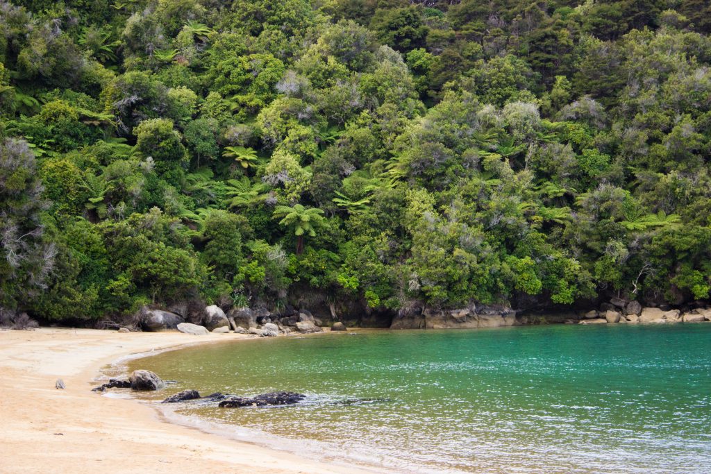 Wanderung Abel Tasman Coast Track Great Walk Südinsel Neuseeland, Aussicht auf traumhafte, sichelförmige Bucht mit blaugrünem klarem frischem Wasser und dichtem grünem Wald, Sonnenschein, Palmen und Farne, goldener Sandstrand