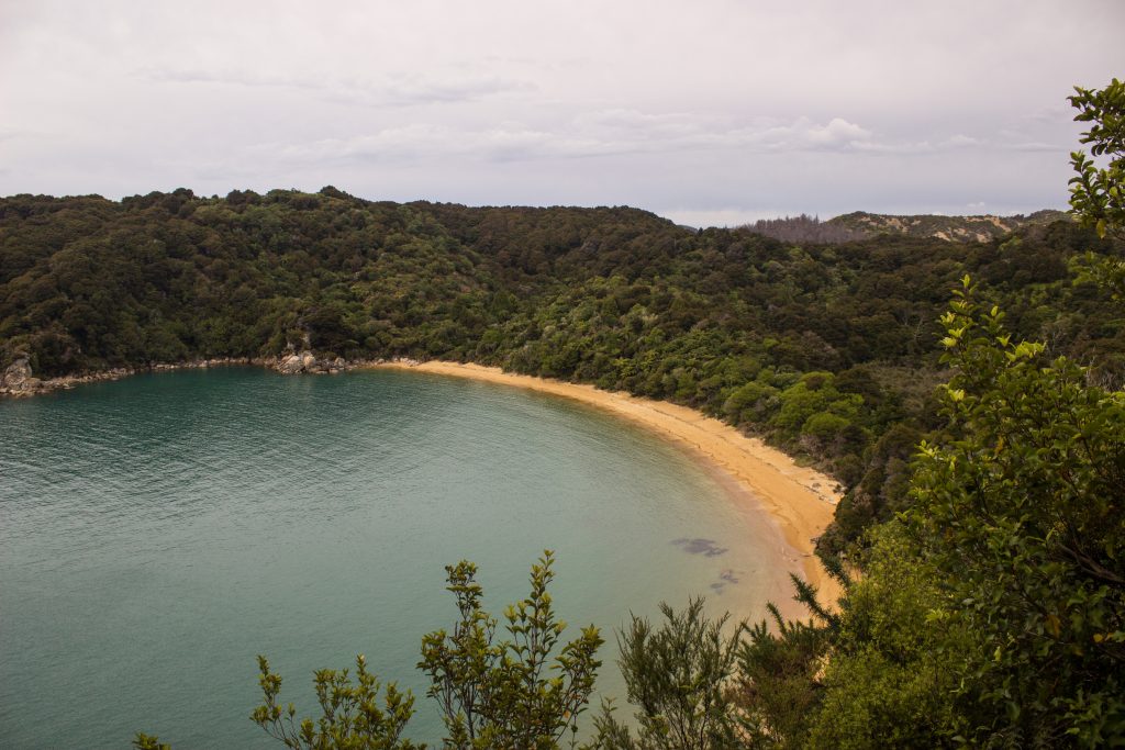 Wanderung Abel Tasman Coast Track Great Walk Südinsel Neuseeland, Aussicht auf traumhafte, sichelförmige Bucht mit blaugrünem klarem frischem Wasser und dichtem grünem Wald, Sonnenschein, Palmen und Farne, goldener Sandstrand