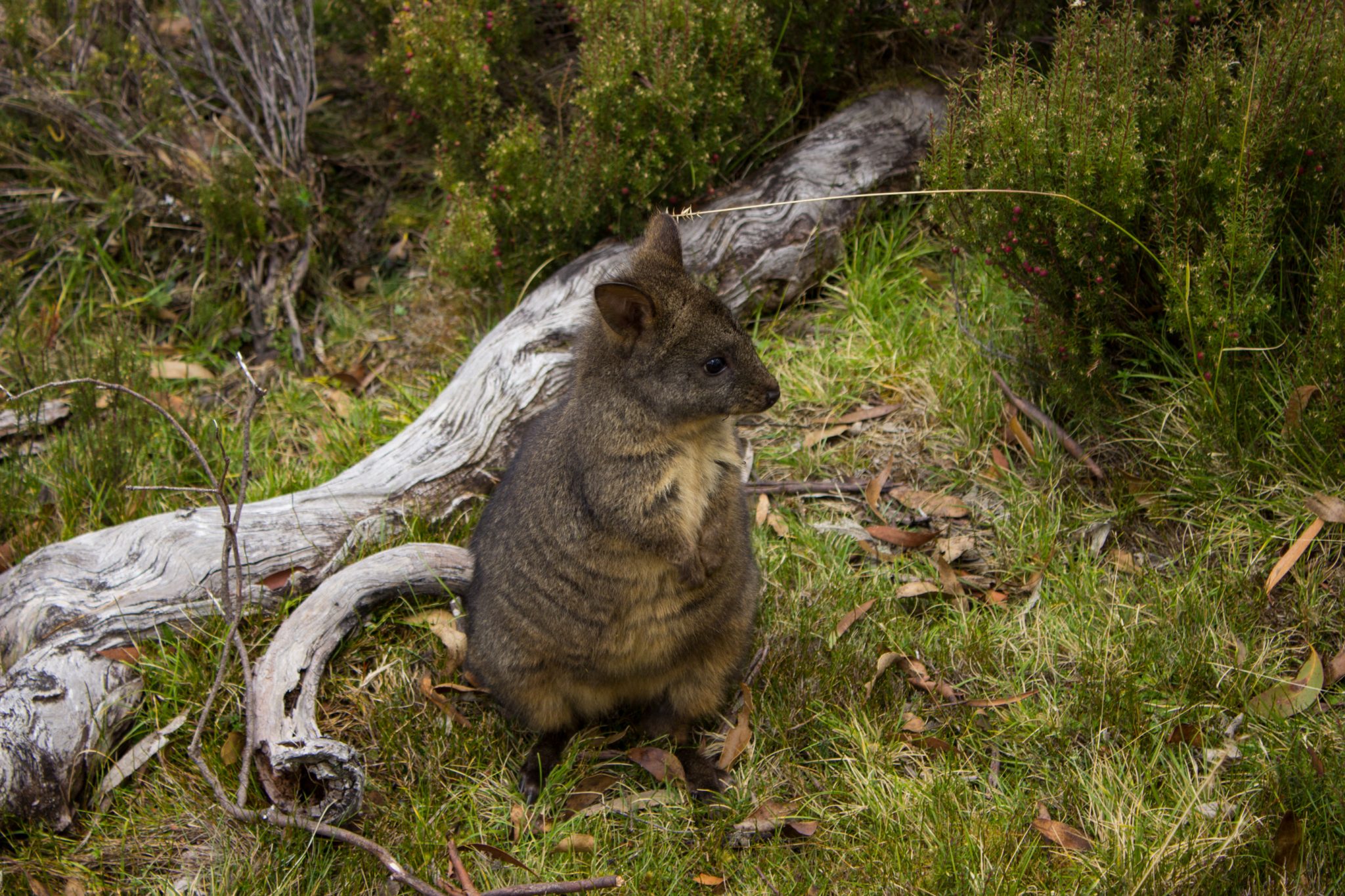 kleines Wallaby Känguruh auf Wiese dicht dran, Wanderung Overland Track im Cradle Mountain Lake St. Clair National Park