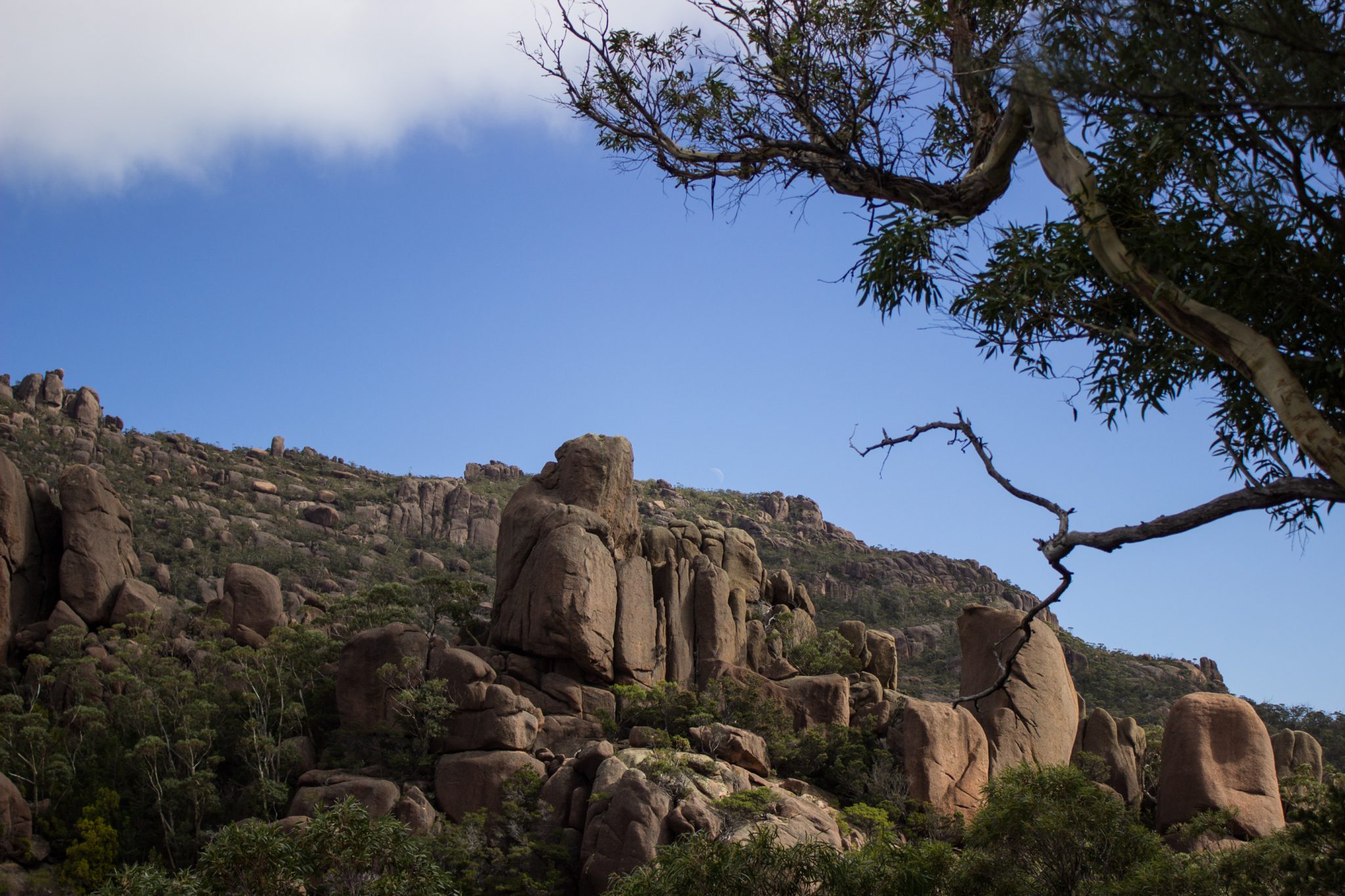 traumhafter Freycinet Nationalpark in Tasmanien, riesige Steine, Klumpen übereinander, Baum