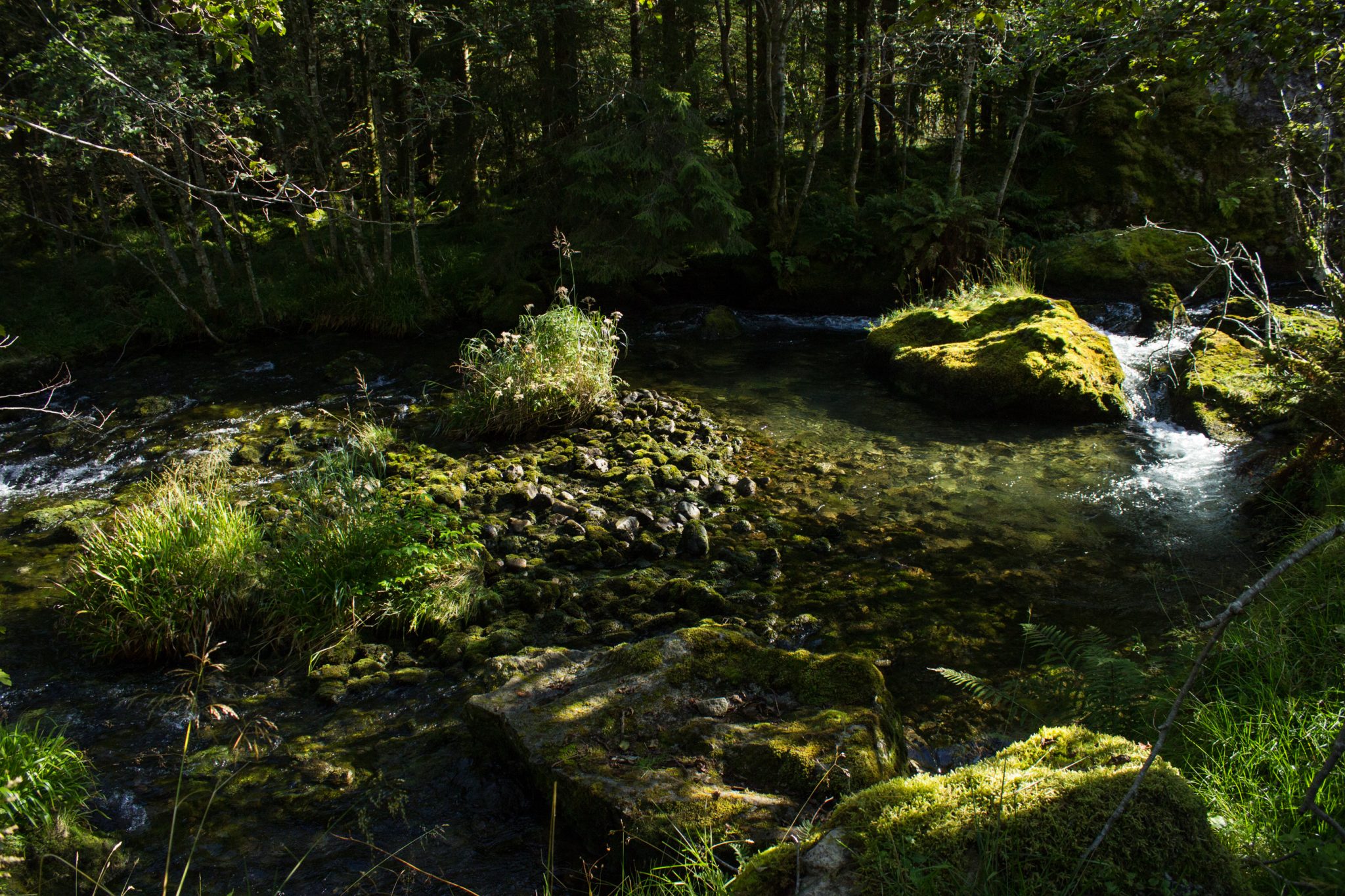 Wanderung vom Ort Sundal bis zum Gletscher Bondhusbreen im Folgefonna Nationalpark, kristallklares Wasser im Fluß, mit Moos bewachsene Steine, Farne