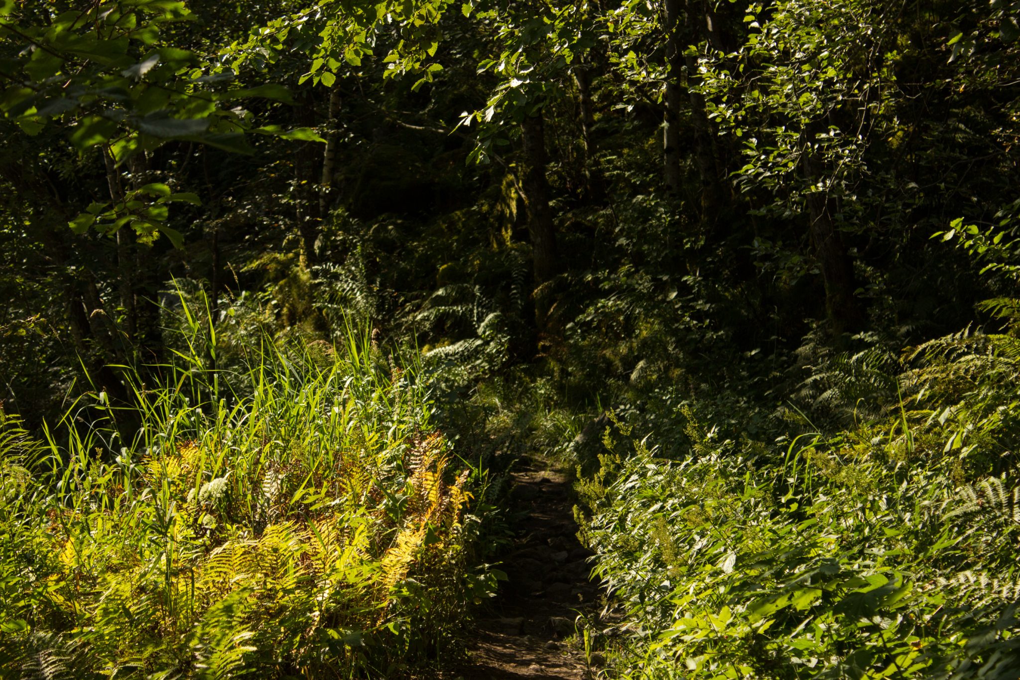 Wanderung vom Ort Sundal bis zum Gletscher Bondhusbreen im Folgefonna Nationalpark, schmaler Pfad durch Wald, saftig grüne Natur mit vielen Farnen