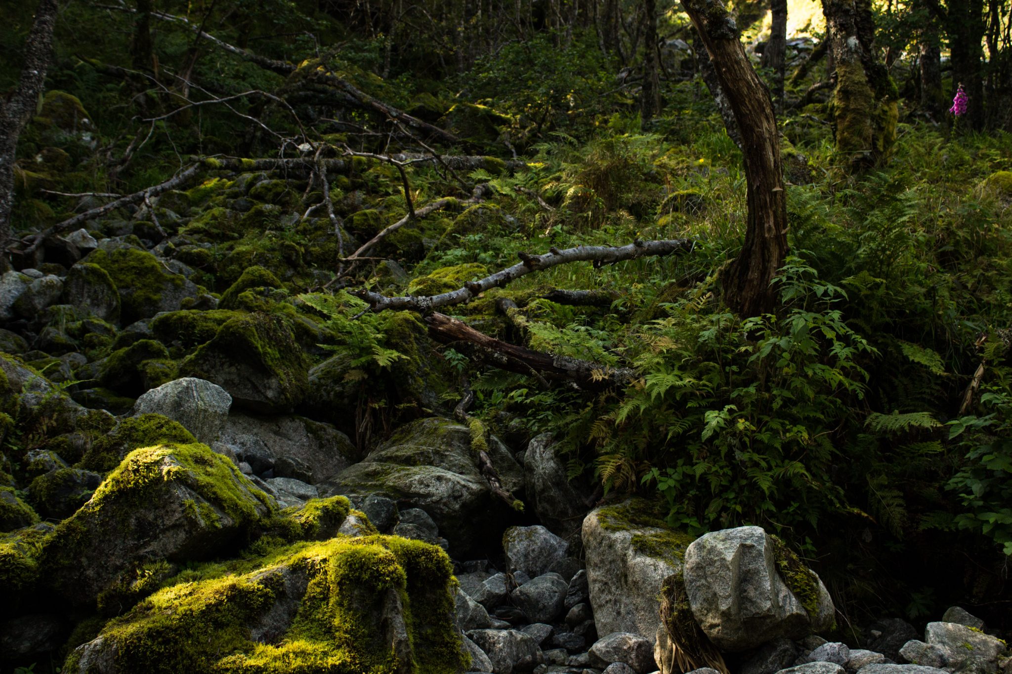 Wanderung vom Ort Sundal bis zum Gletscher Bondhusbreen im Folgefonna Nationalpark, moosbewachsene Steine im Wald, saftige grüne Vegetation