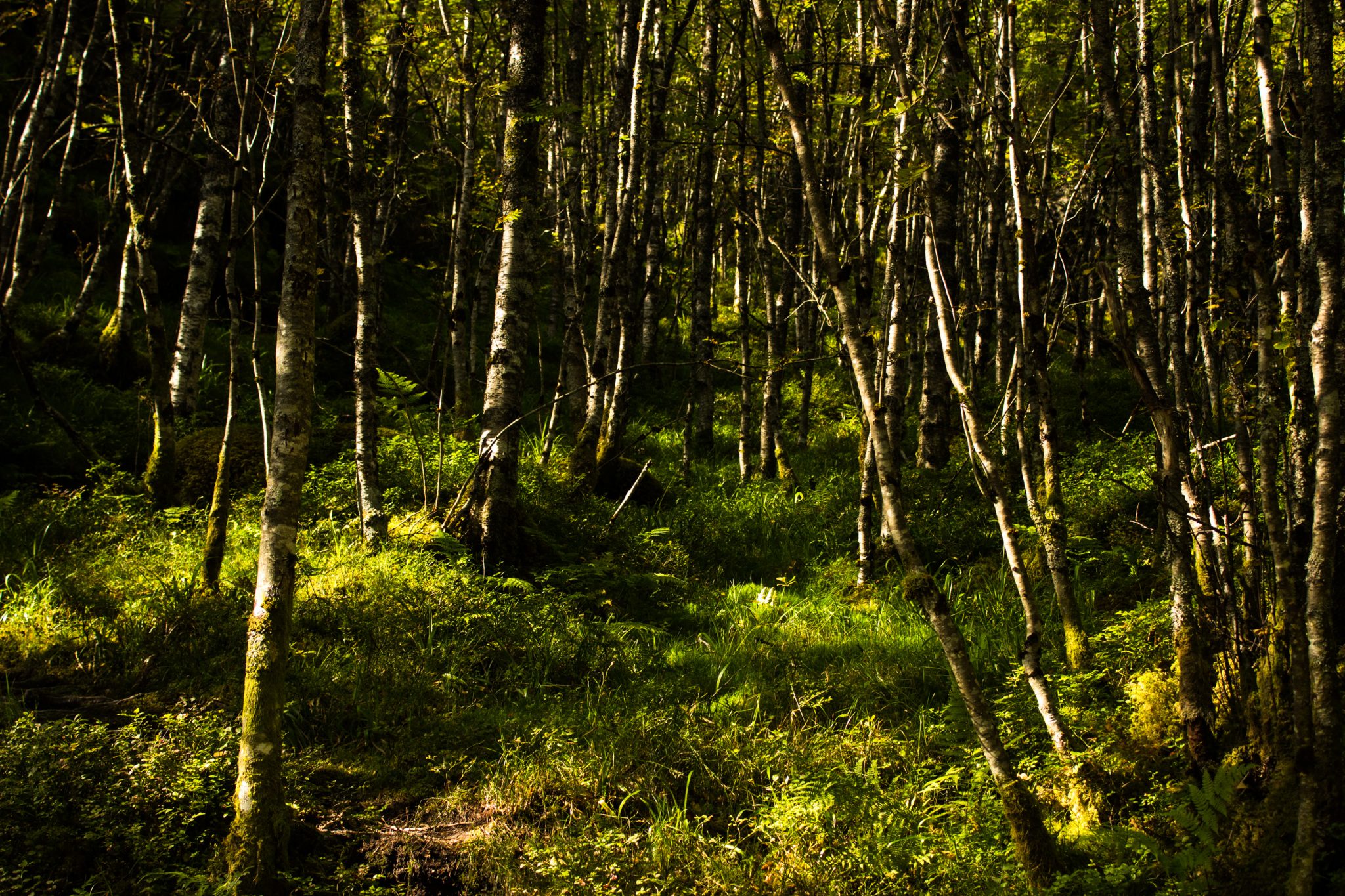 Wanderung vom Ort Sundal bis zum Gletscher Bondhusbreen im Folgefonna Nationalpark, saftige grüne Vegetation im Wald, Sonne scheint bis zum Erdboden