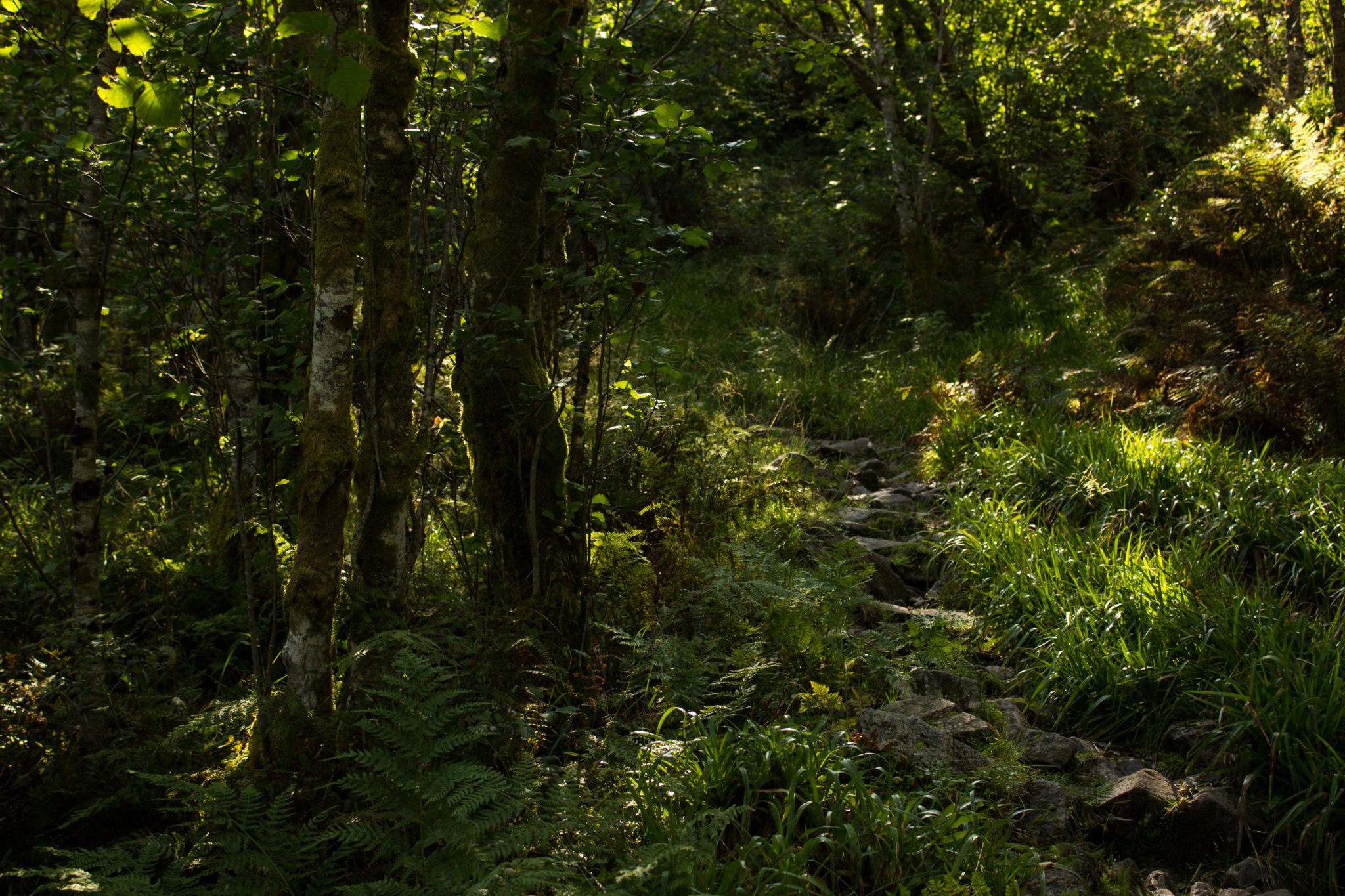 Wanderung vom Ort Sundal bis zum Gletscher Bondhusbreen im Folgefonna Nationalpark, schmaler Pfad durch Wald, saftig grüne Natur mit vielen Farnen