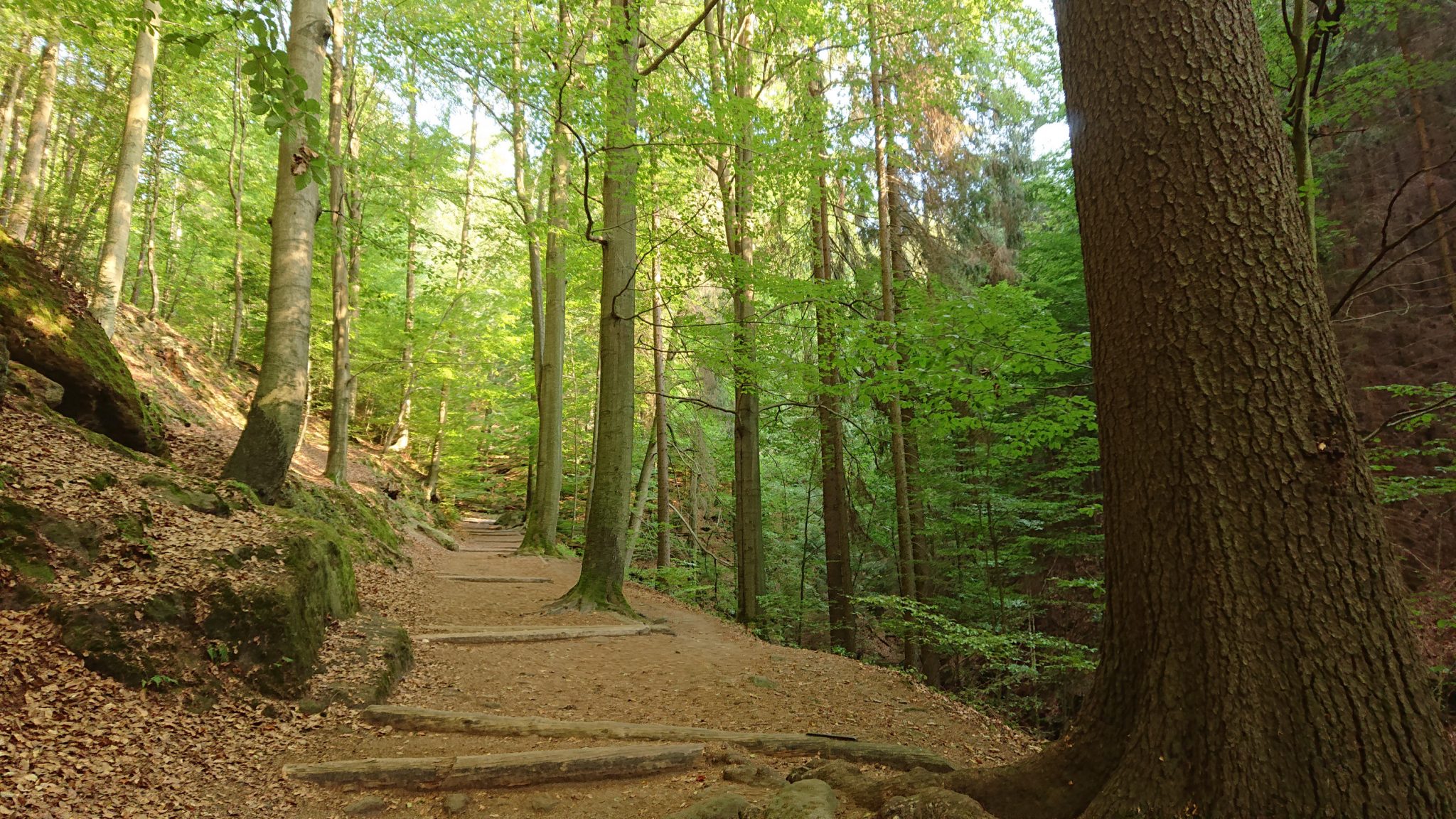 Wanderung zum Kuhstall im Kirnitzschtal, Wanderweg in der sächsischen Schweiz zum beliebten Ausflugsziel Kuhstall, schöner Wald, am späten Nachmittag wenige Leute unterwegs