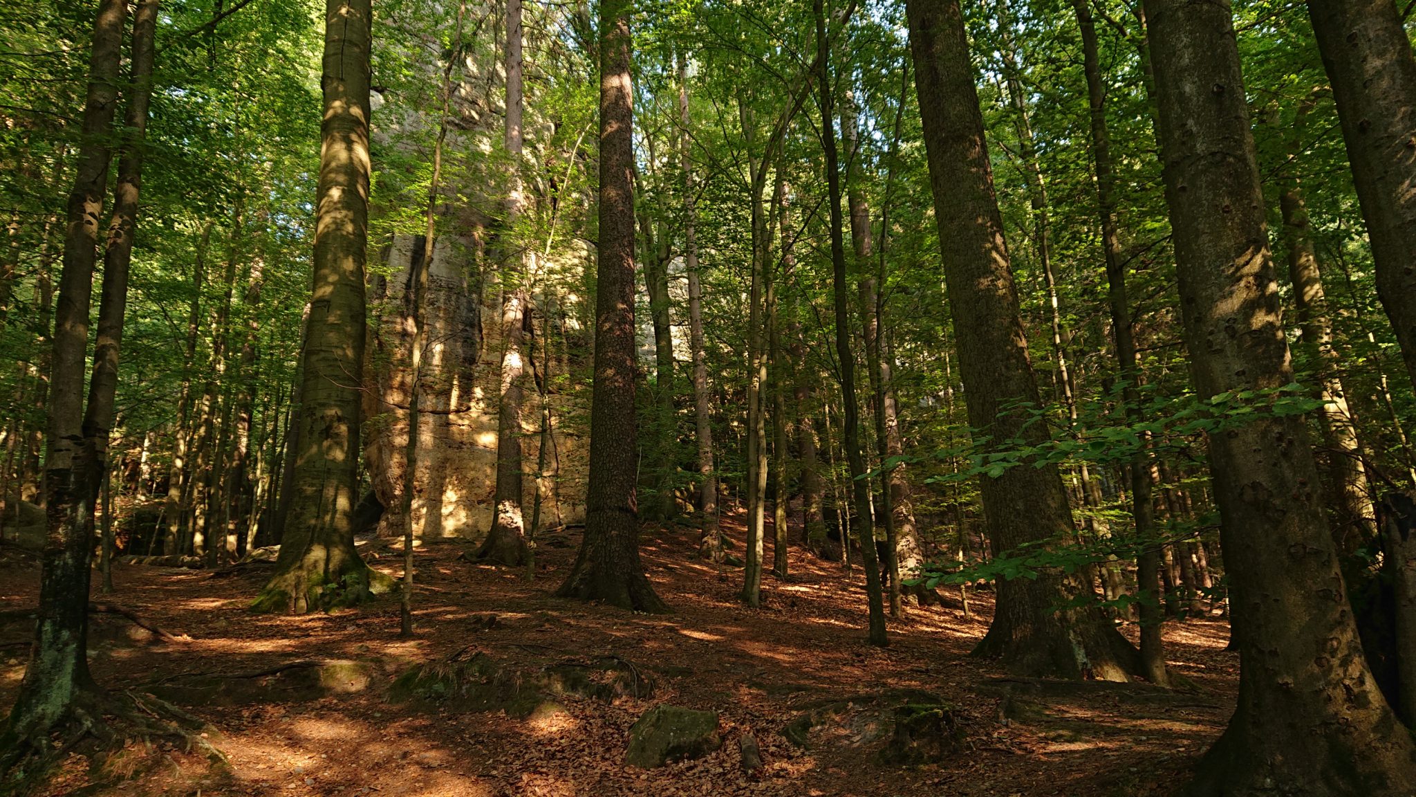 Wanderung zum Kuhstall im Kirnitzschtal, Wanderweg in der sächsischen Schweiz zum beliebten Ausflugsziel Kuhstall, schöner Wald, am späten Nachmittag wenige Leute unterwegs