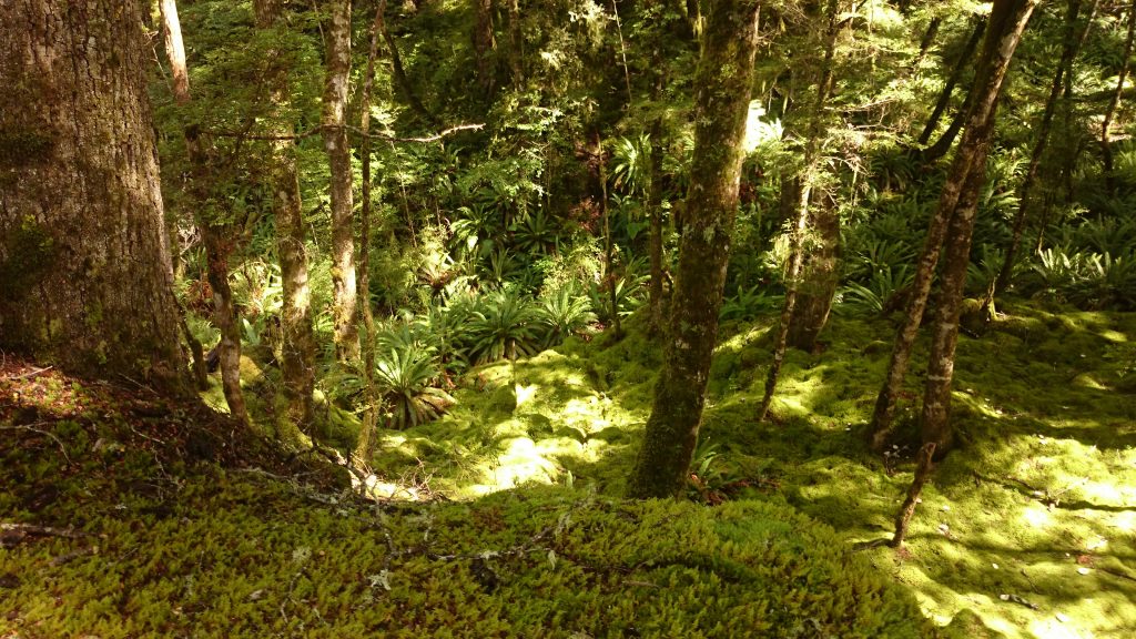 Wanderung Kepler Track - Great Walk, Wanderweg durch grünen Wald, schöne Bäume, herrlicher Sommertag in Neuseeland Südinsel, Fiordland National Park, erster Wandertag beim Kepler Track