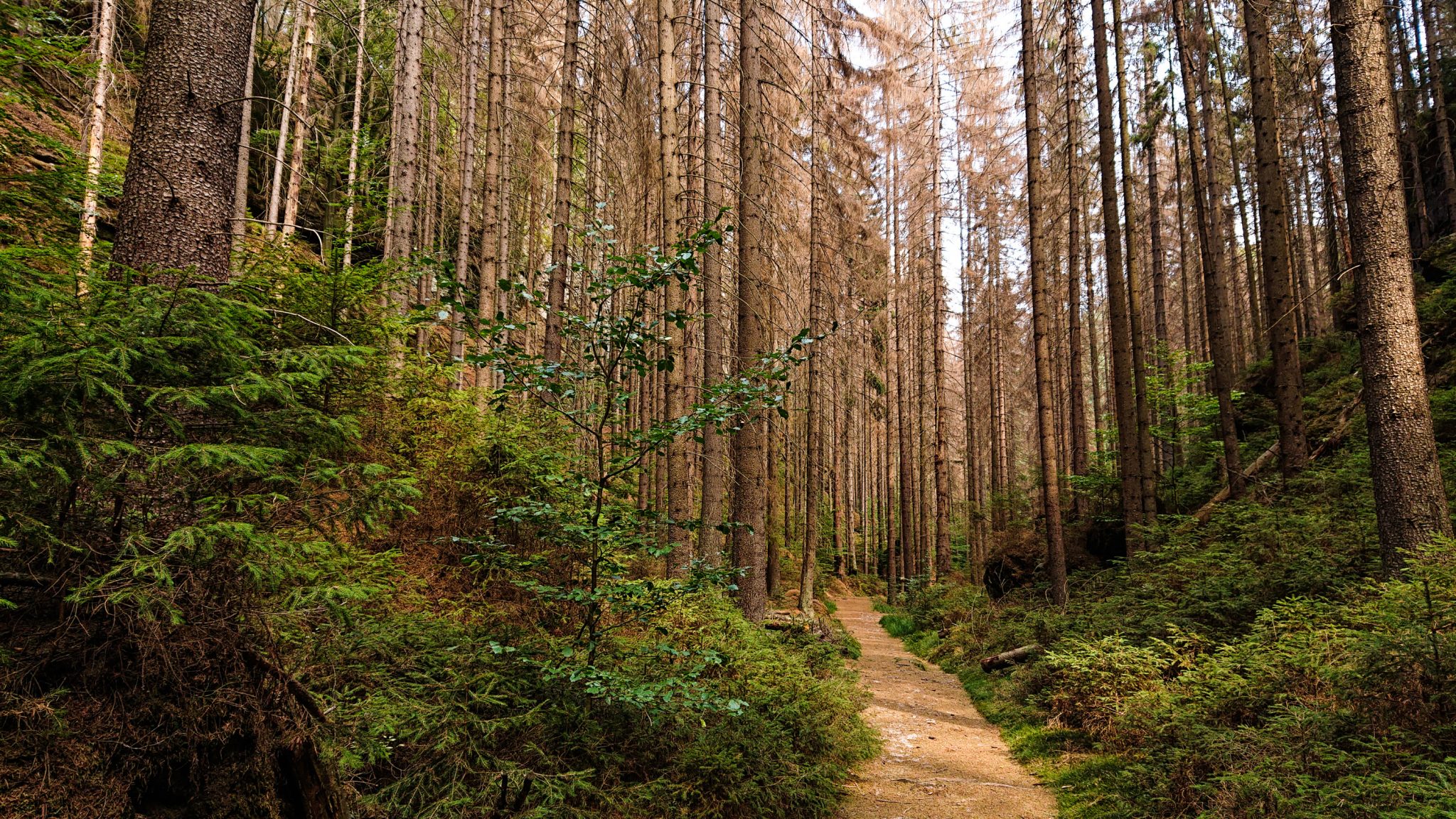Zeughaus Roß- und Goldsteig Richterschlüchte im Kirnitzschtal wandern, Wanderweg im Wanderparadies Sächsische Schweiz mit vielen tollen Aussichten, riesiger Felsennationalpark