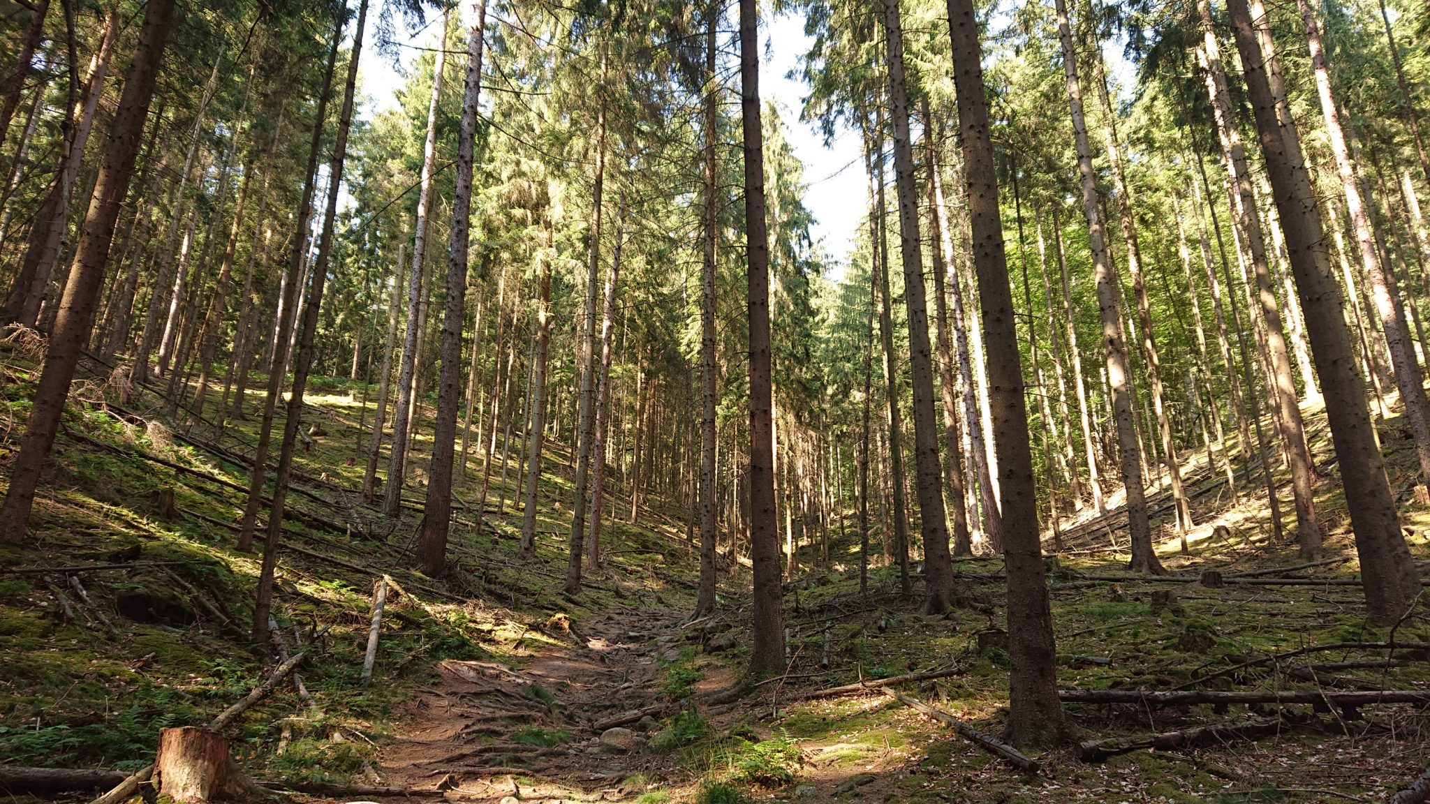 Hohe Liebe Schrammsteine Carolafelsen, Wanderweg im Wanderparadies Sächsische Schweiz mit vielen tollen Aussichten, riesiger Felsennationalpark, viele umgestürzte Bäume