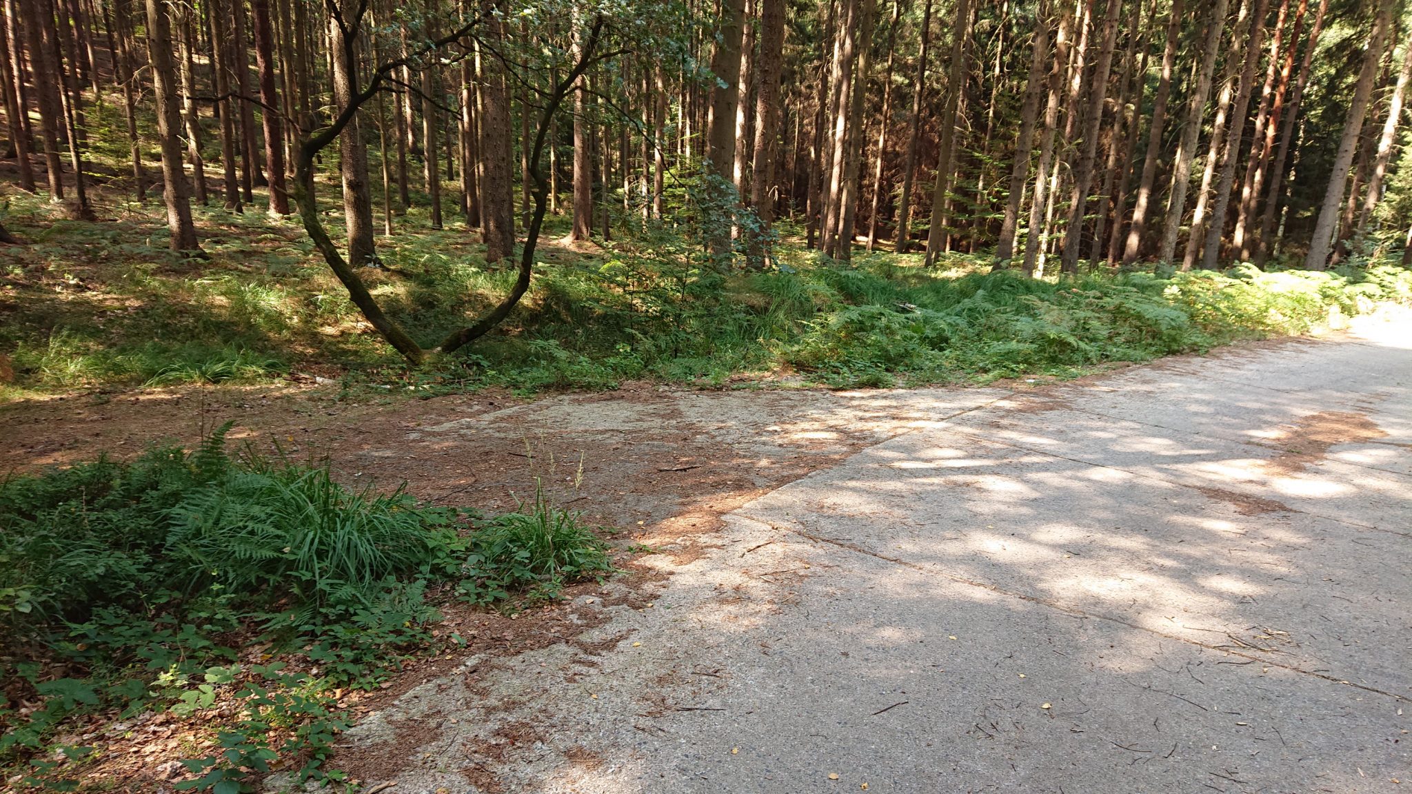 Der erste Pfad der links abgeht vom Hohen Liebenweg (Betonplatten), Hohe Liebe Schrammsteine Carolafelsen, Wanderweg im Wanderparadies Sächsische Schweiz mit vielen tollen Aussichten, riesiger Felsennationalpark