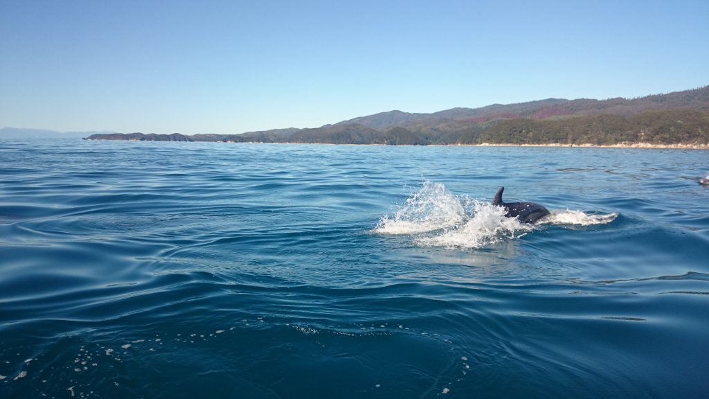Wanderung Abel Tasman Coast Track Great Walk Südinsel Neuseeland, Delfin Schule im glasklaren, kühlen, azurblauen Meerwasser vom Boot Wassertaxi gesehen vor den Buchten beim Abel Tasman Coast Track