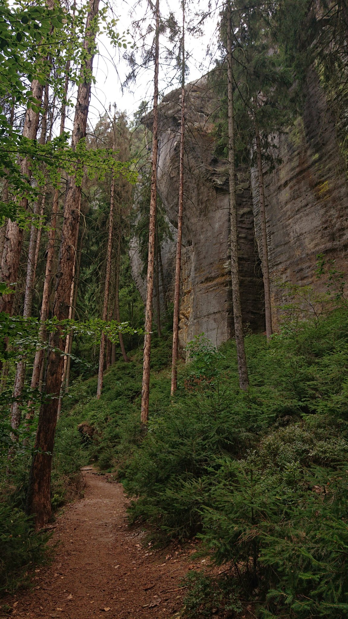 Affensteinweg Frienstein Carolafelsen und Wilde Hölle, Wanderweg im Wanderparadies Sächsische Schweiz mit vielen tollen Aussichten, riesiger Felsennationalpark, schöner Wald, Weg zu Idagrotte