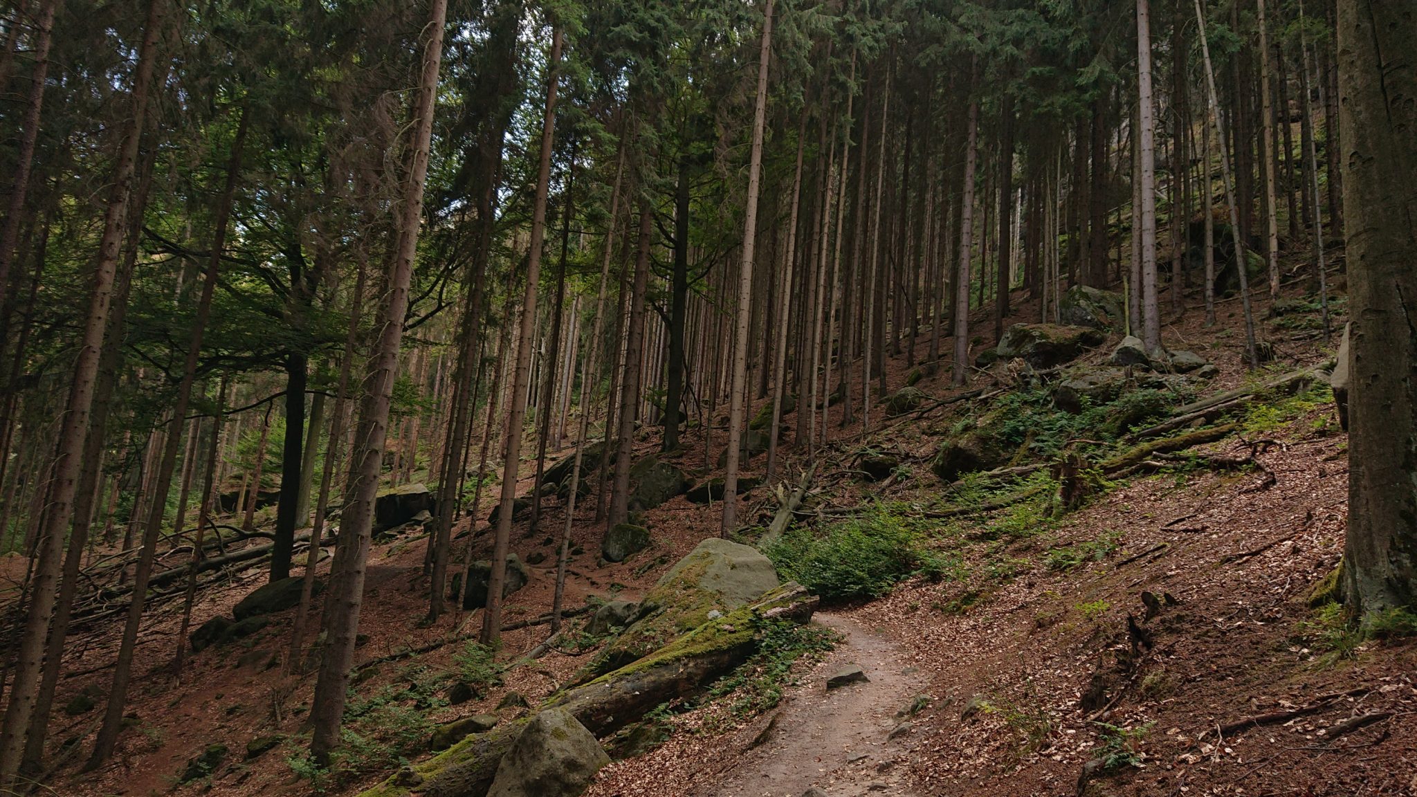 Affensteinweg Frienstein Carolafelsen und Wilde Hölle, Wanderweg im Wanderparadies Sächsische Schweiz mit vielen tollen Aussichten, riesiger Felsennationalpark, schöner Wald