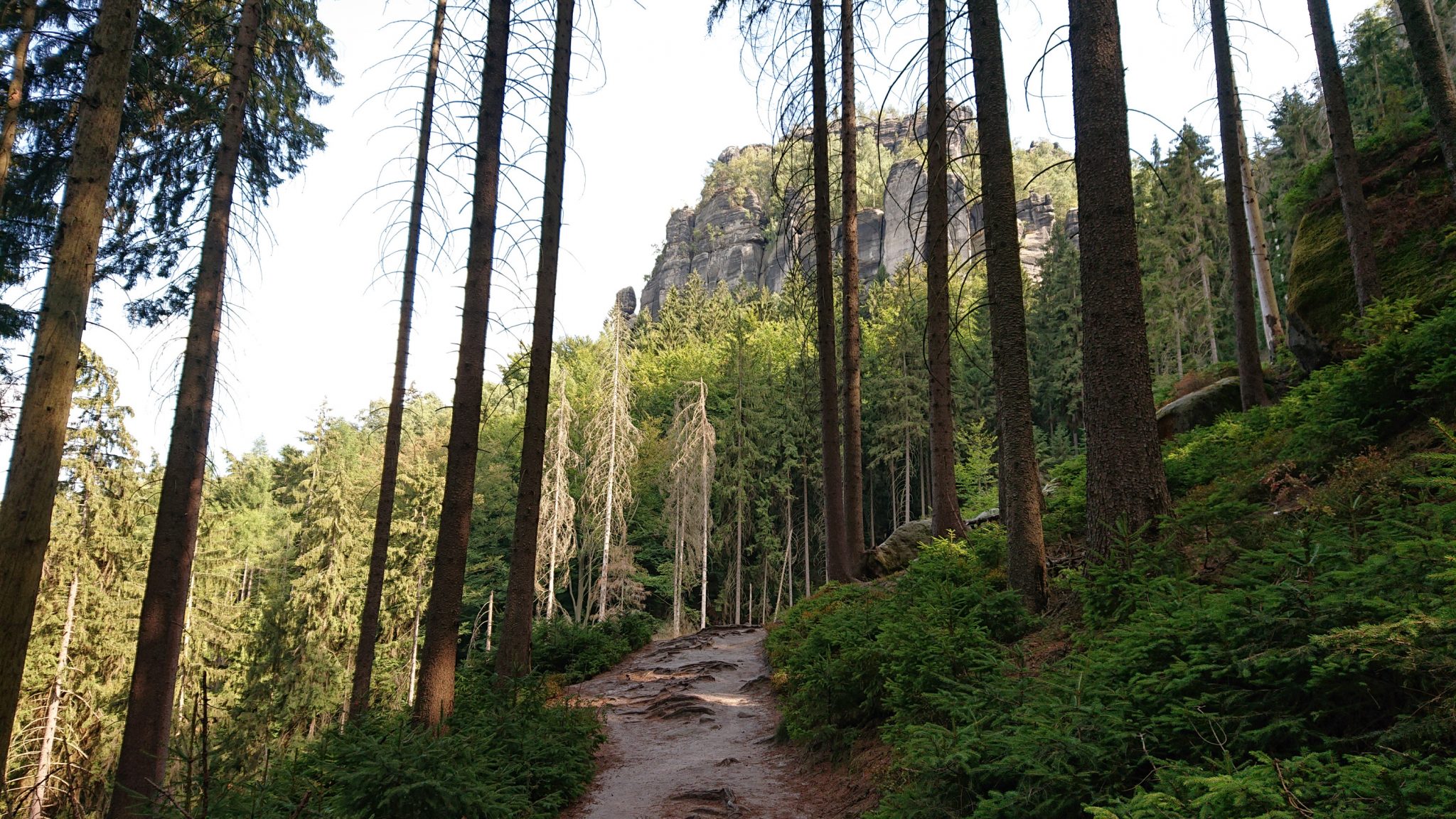 Affensteinweg Frienstein Carolafelsen und Wilde Hölle, Wanderweg im Wanderparadies Sächsische Schweiz mit vielen tollen Aussichten, riesiger Felsennationalpark, schöner Wald