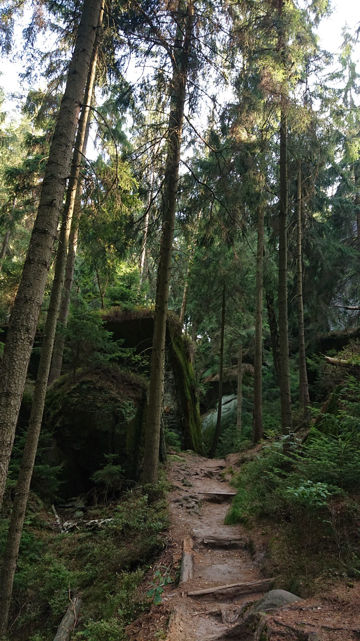 Affensteinweg Frienstein Carolafelsen und Wilde Hölle, Wanderweg im Wanderparadies Sächsische Schweiz mit vielen tollen Aussichten, riesiger Felsennationalpark, schöner Wald