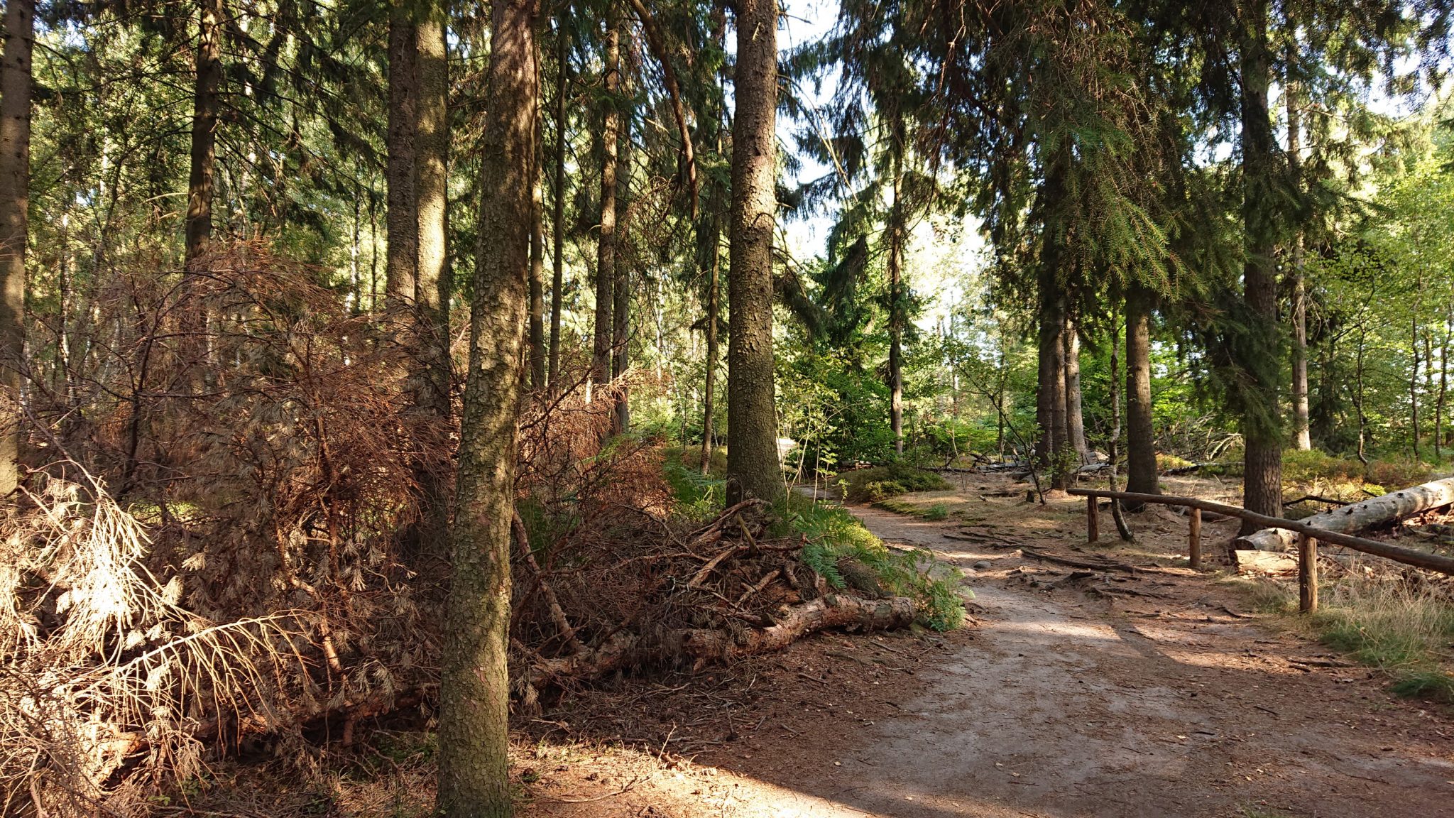 Affensteinweg Frienstein Carolafelsen und Wilde Hölle, Wanderweg im Wanderparadies Sächsische Schweiz mit vielen tollen Aussichten, riesiger Felsennationalpark, schöner Wald
