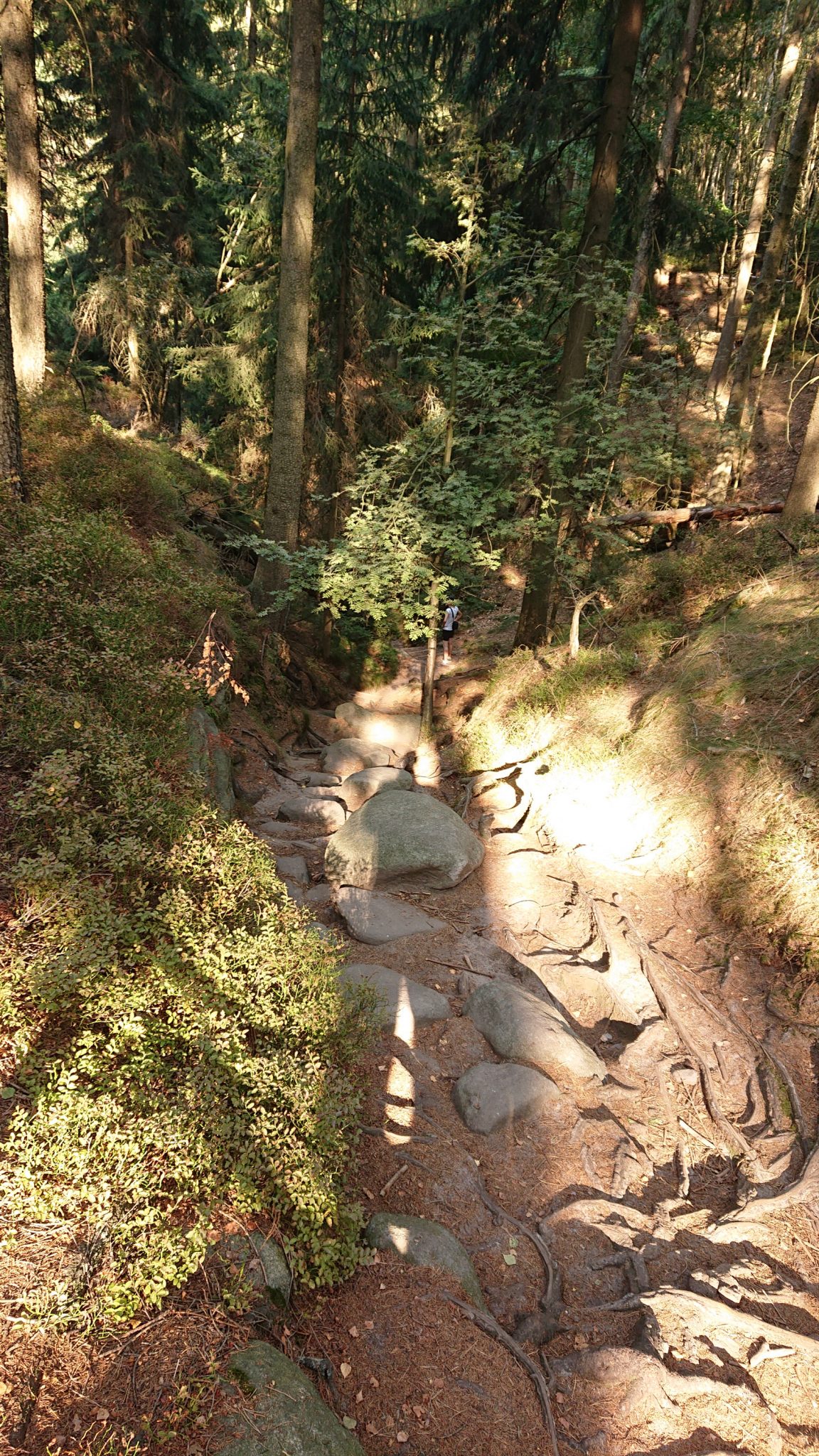 Affensteinweg Frienstein Carolafelsen und Wilde Hölle, Wanderweg im Wanderparadies Sächsische Schweiz mit vielen tollen Aussichten, riesiger Felsennationalpark, schöner Wald, abwechslungsreiche, felsige Wege
