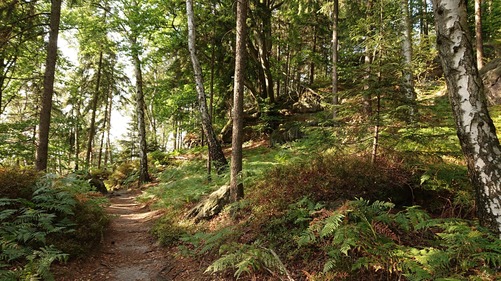 Affensteinweg Frienstein Carolafelsen und Wilde Hölle, Wanderweg im Wanderparadies Sächsische Schweiz mit vielen tollen Aussichten, riesiger Felsennationalpark, schöner Wald mit Farne