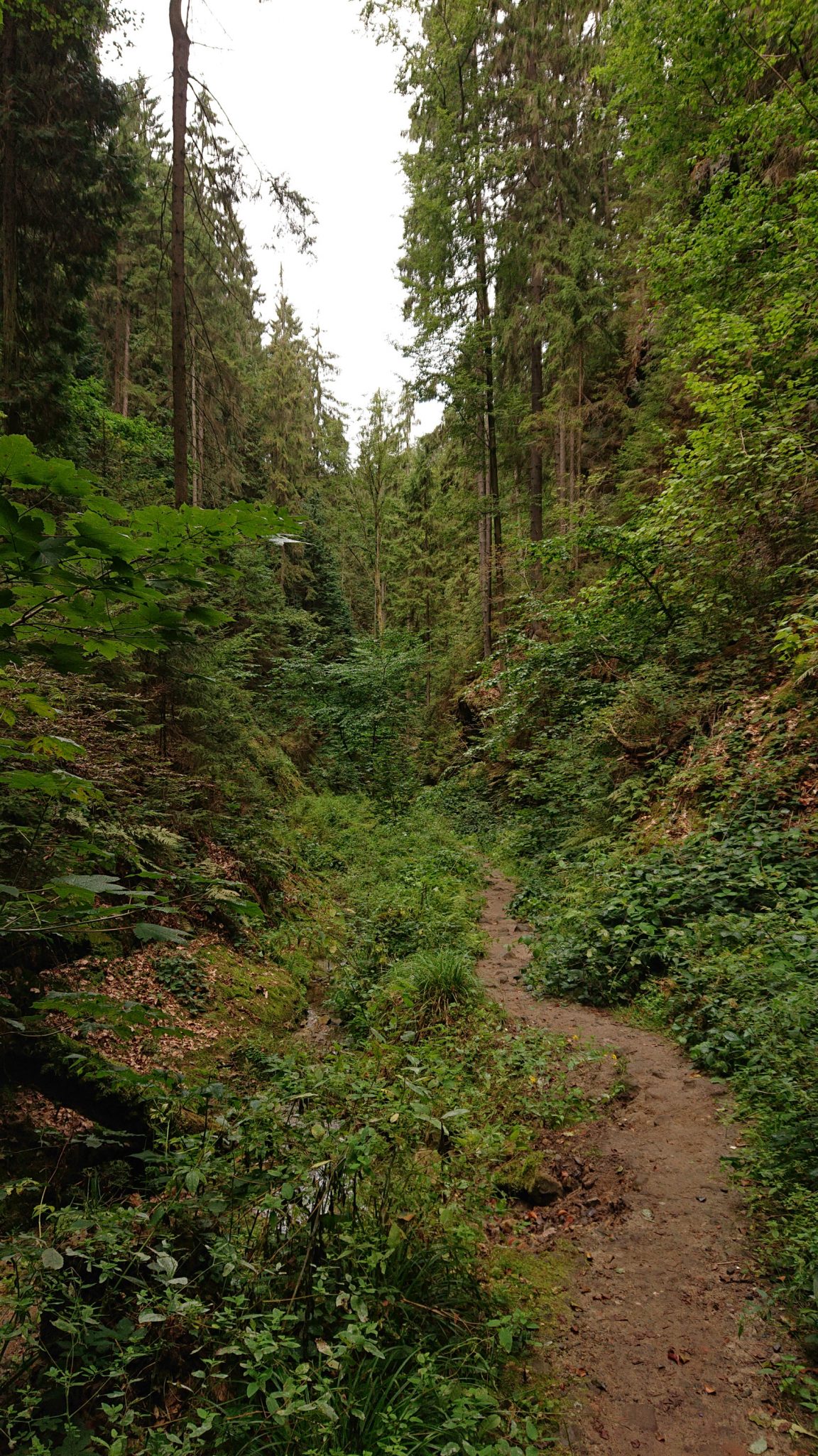 Wanderung durch Polenztal zur Bastei und zu Schwedenlöcher, Wanderweg im Polenztal, saftig grüner Wald, schmaler Pfad