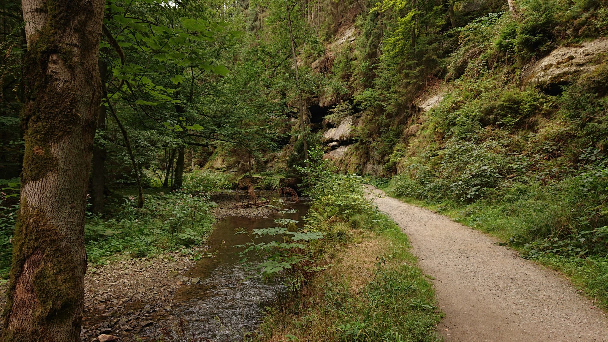 Wanderung durch Polenztal zur Bastei und zu Schwedenlöcher, Wanderweg im Polenztal, saftig grüner Wald, Weg neben Fluß Polenz